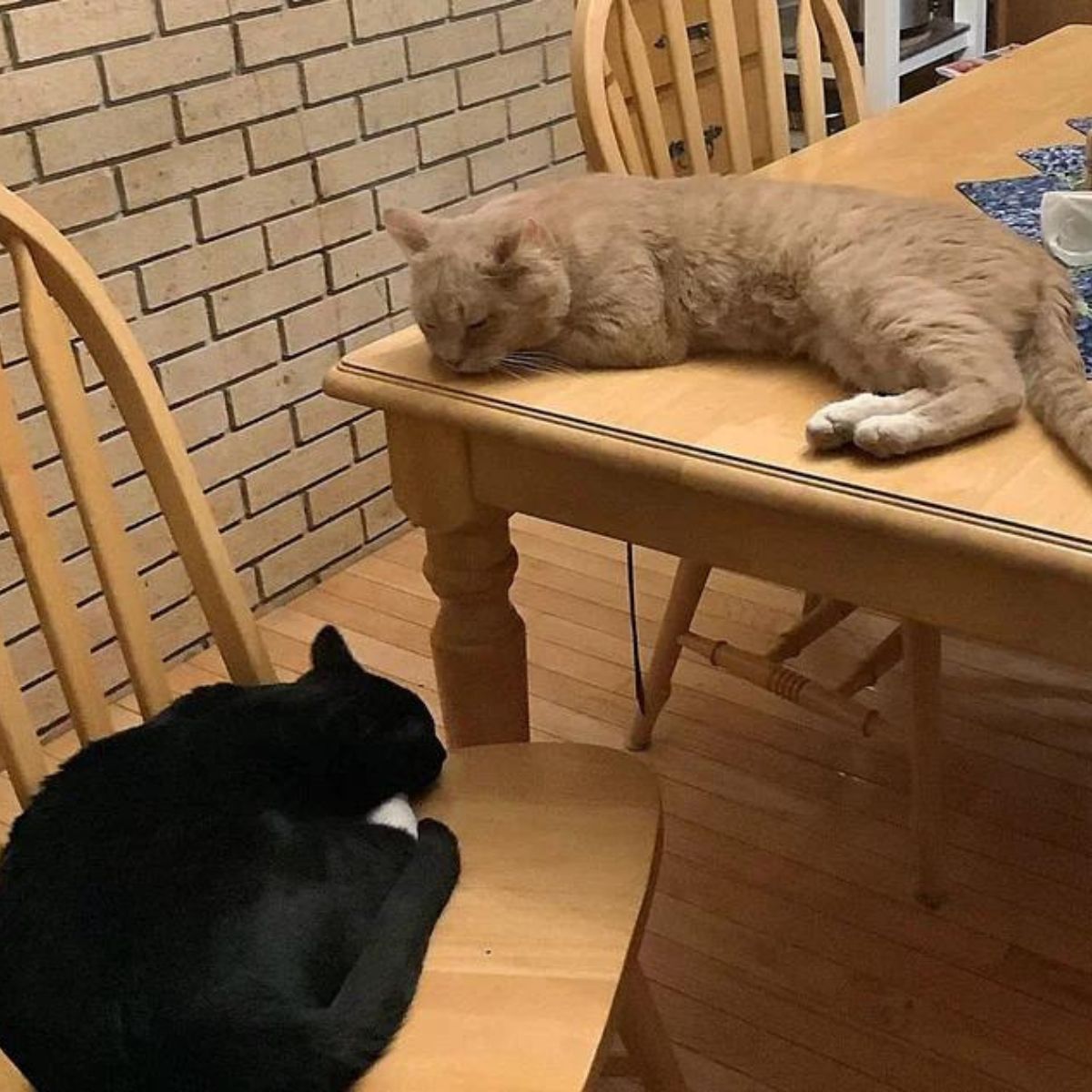 black cat and brown cat