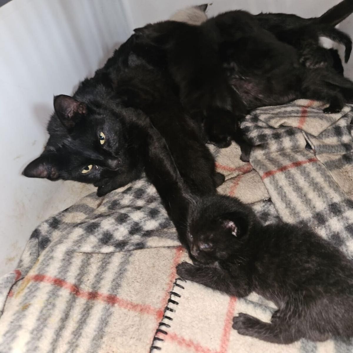 black cat and kittens