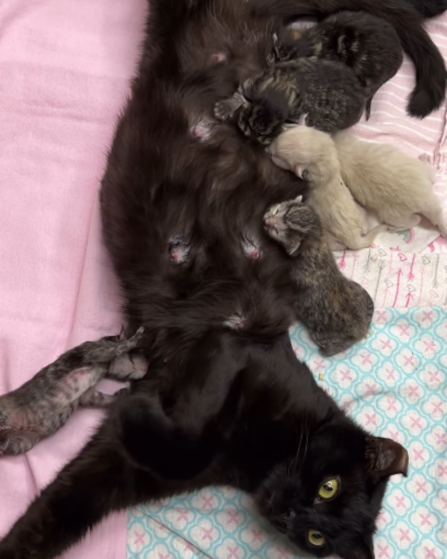 black cat nursing kittens