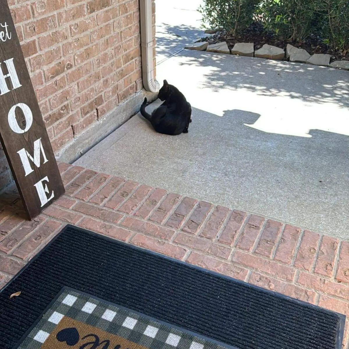 black cat outdoor
