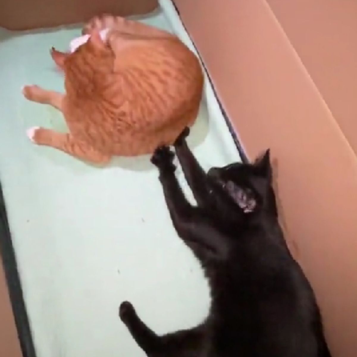 black cat stretching next to the ginger cat