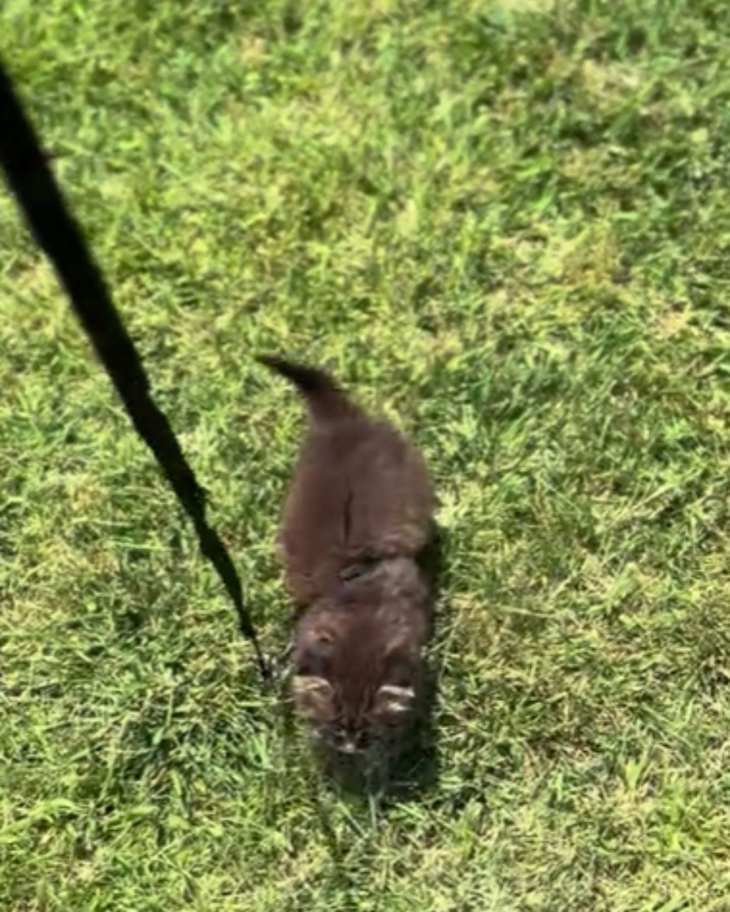 black kitten walking on the grass