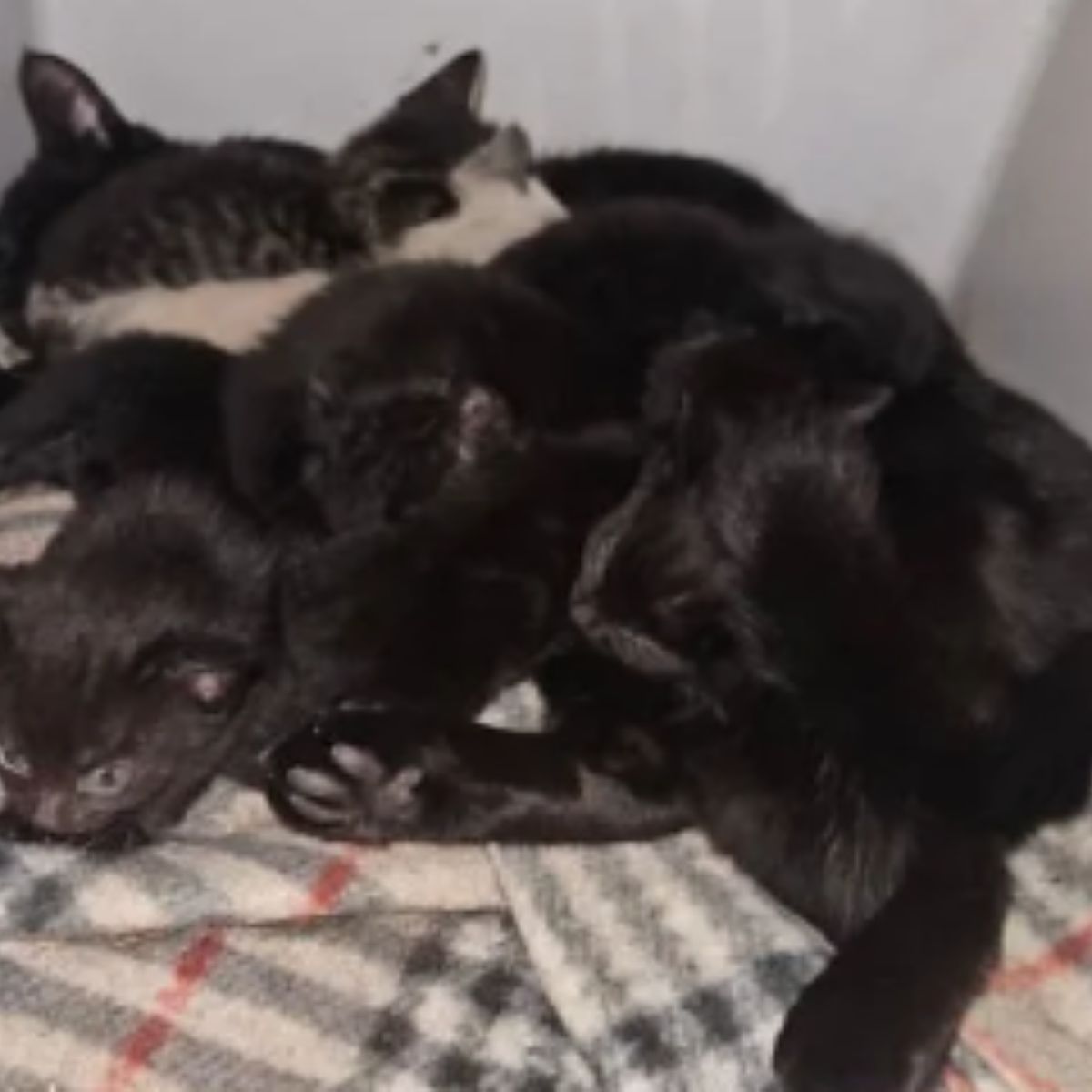 black kittens on a pile