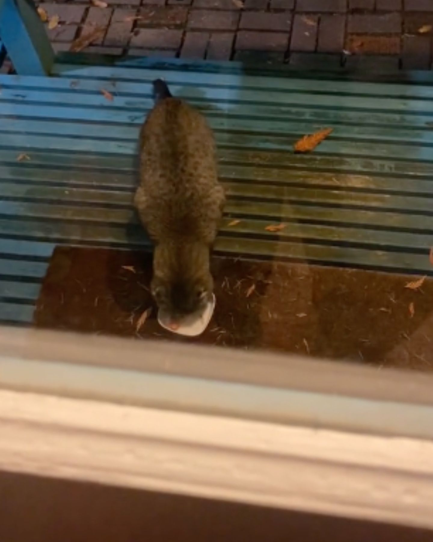 bobcat eating on a porch