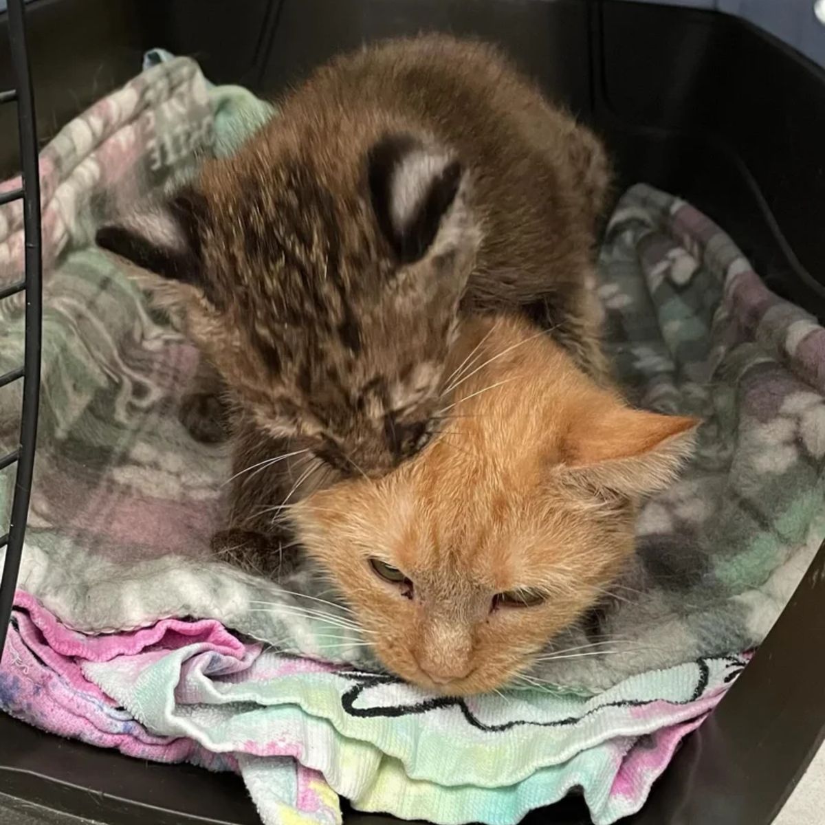 bobcat kitten and mama cat