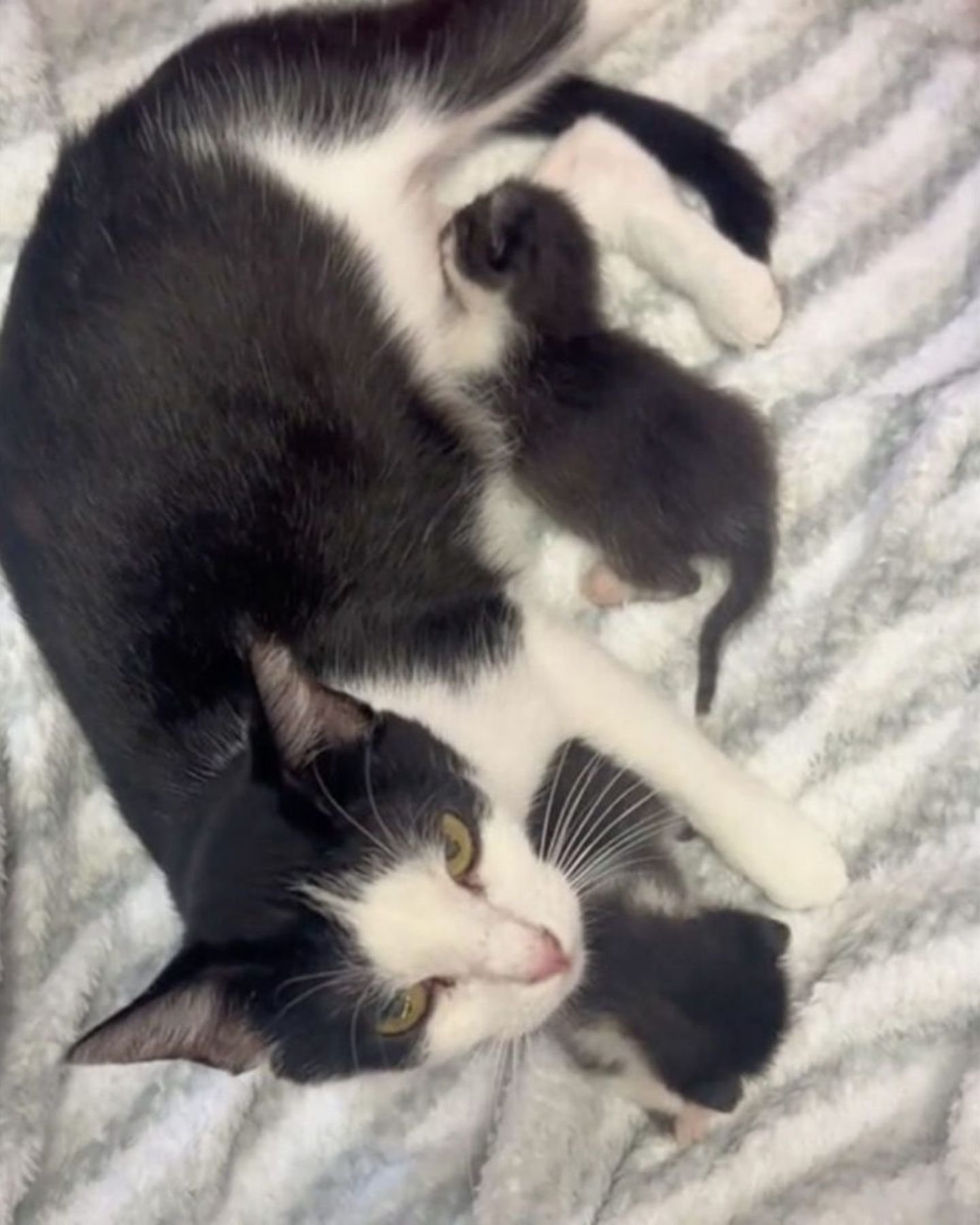 brave mama cat with kittens