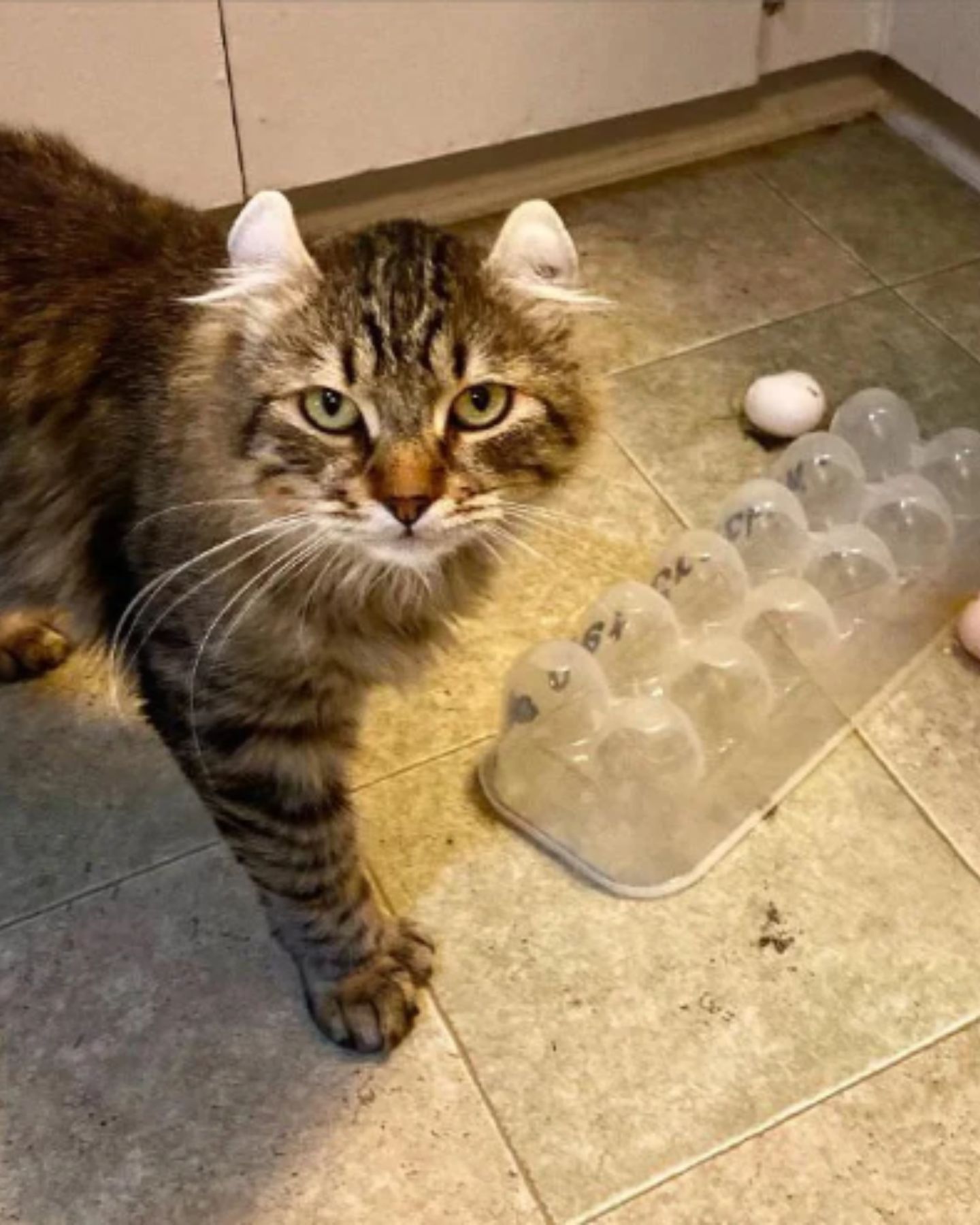 cat and broken eggs