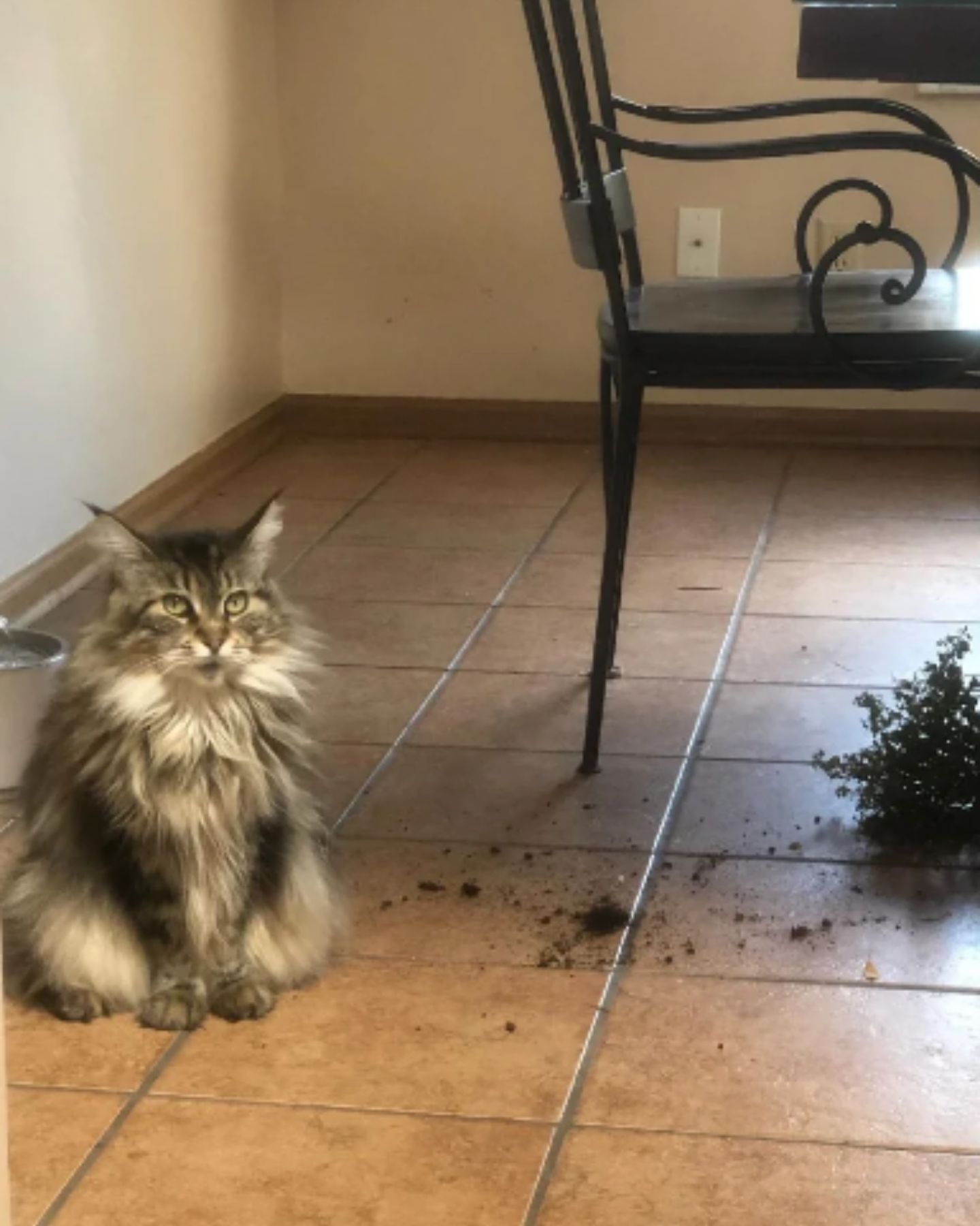 cat and broken plant pot