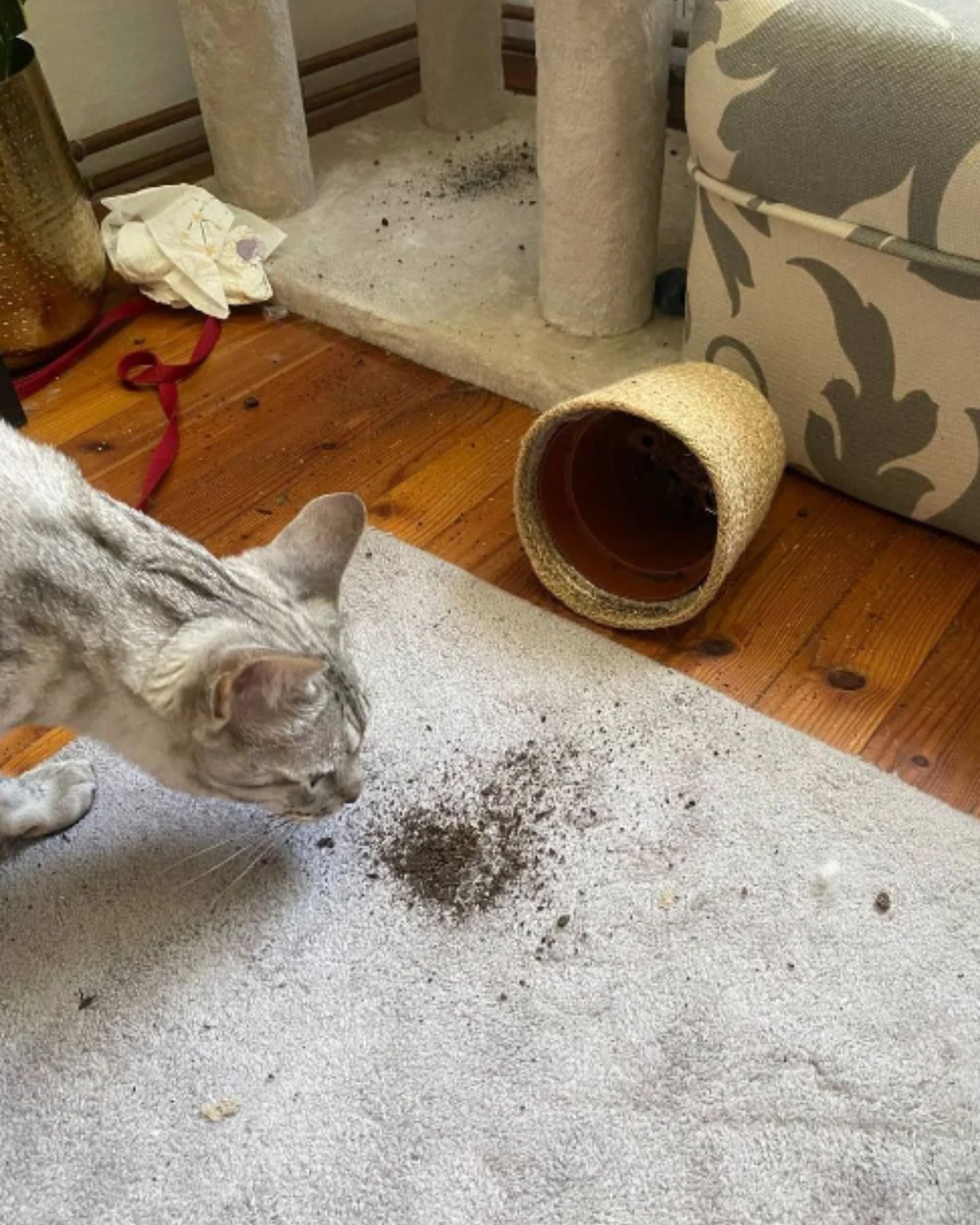 cat and destroyed pot