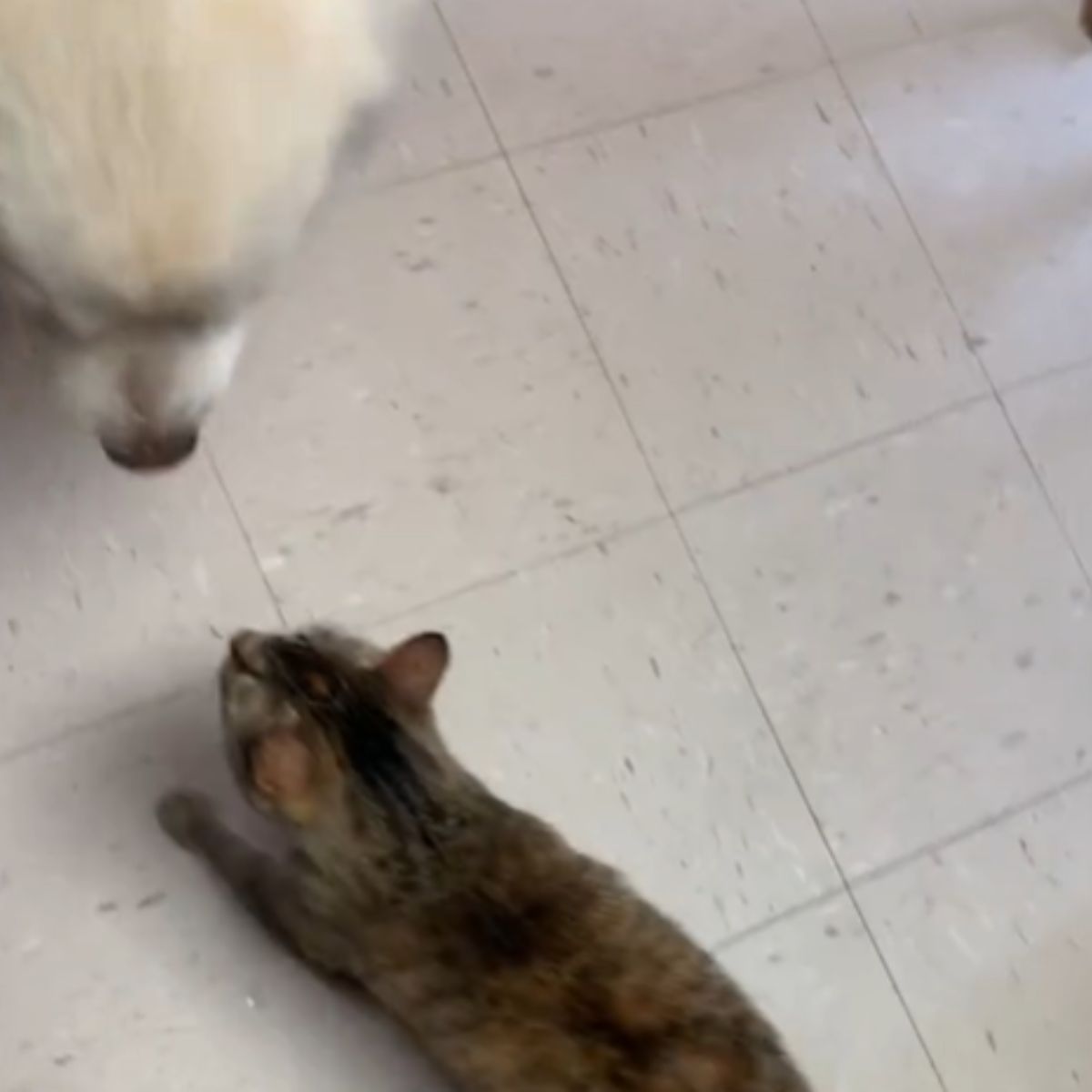 cat and dog at shelter