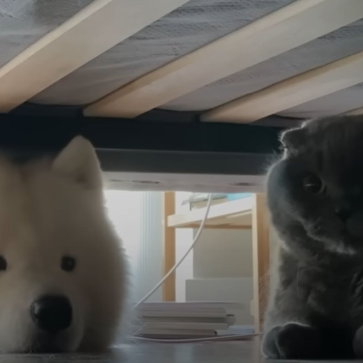 cat and dog under a bed