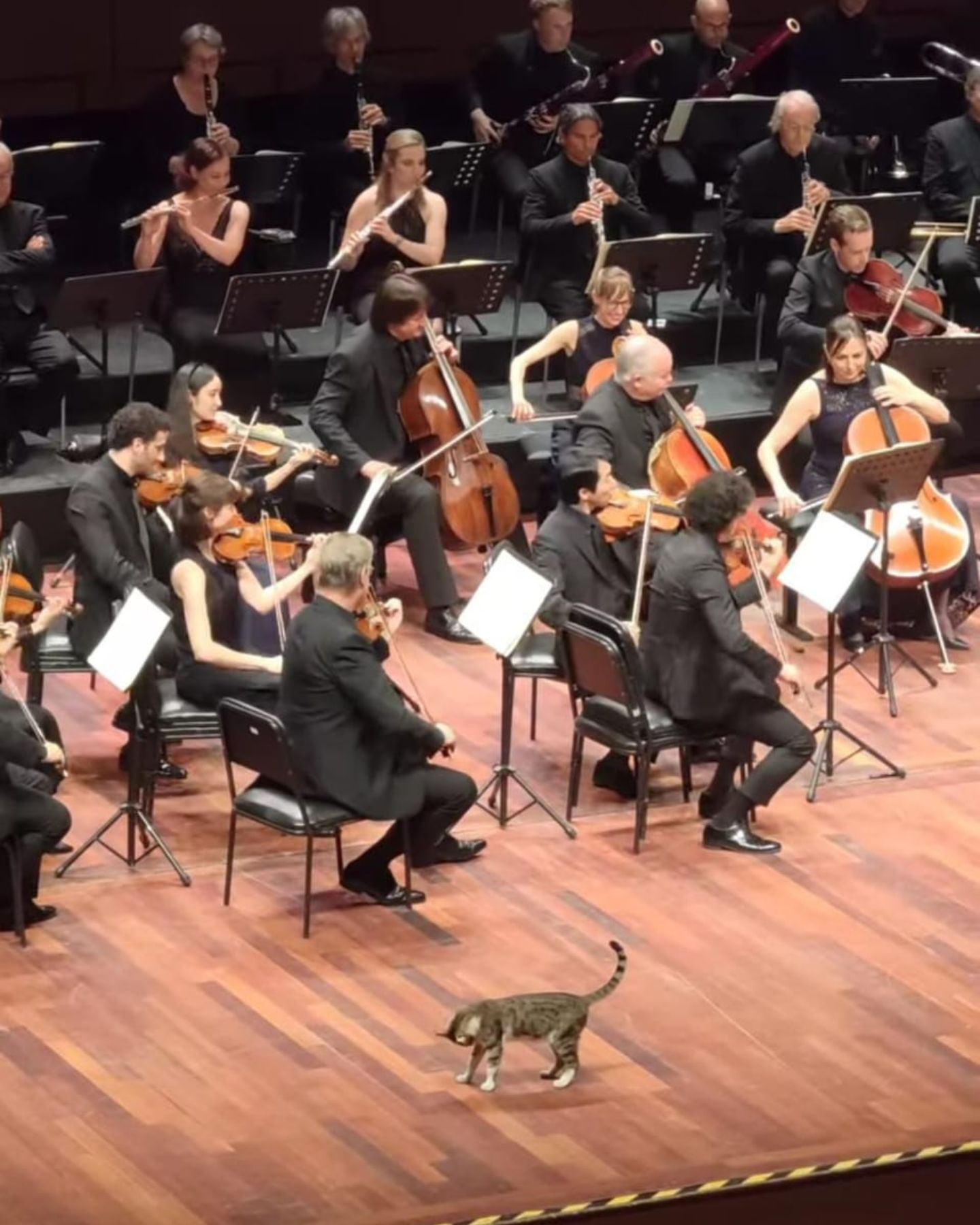 cat and full orchestra