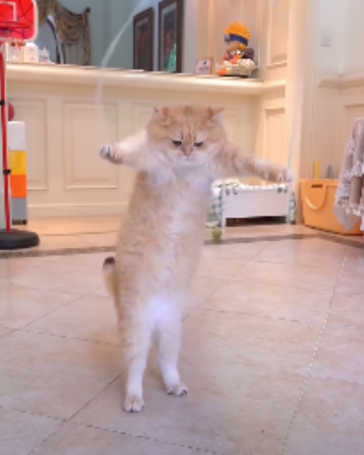 cat and jumping rope