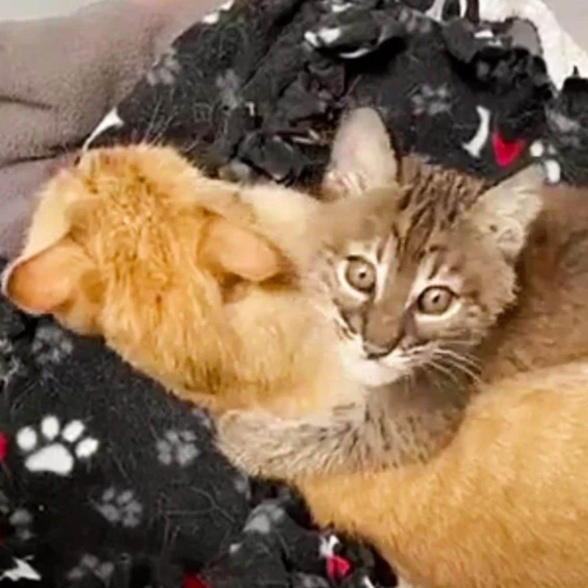cat and kitten cuddling