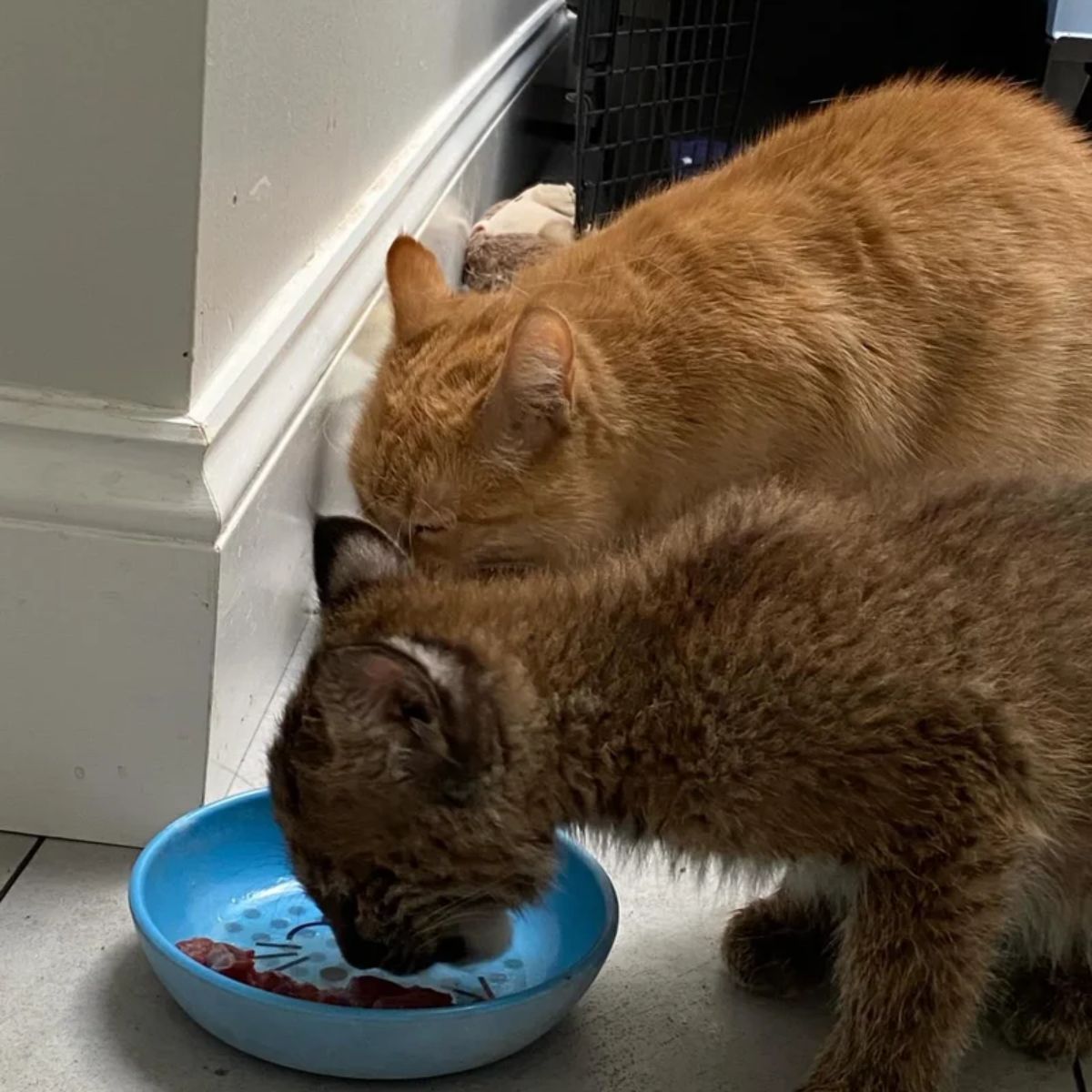 cat and kitten eating