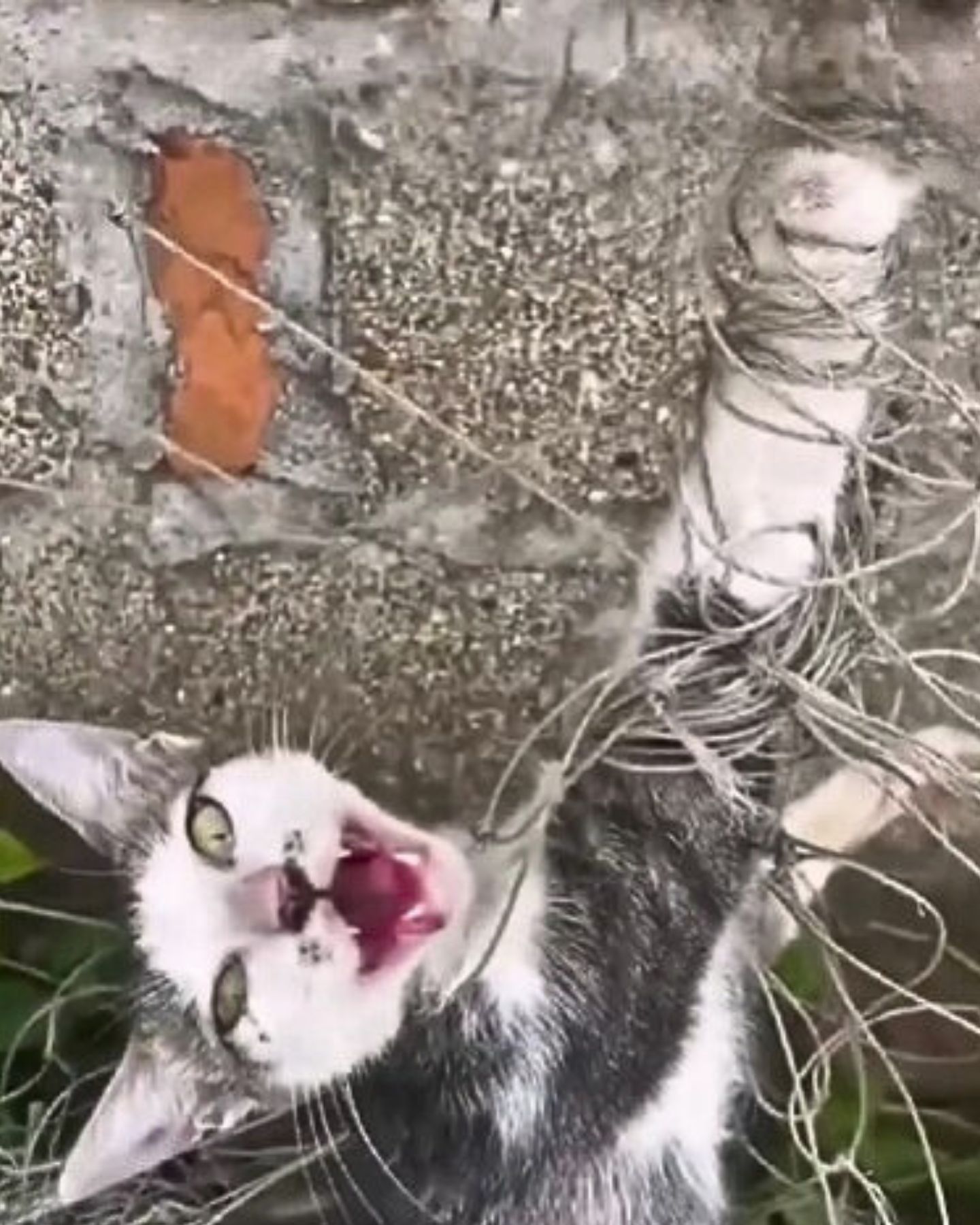 cat caught in net