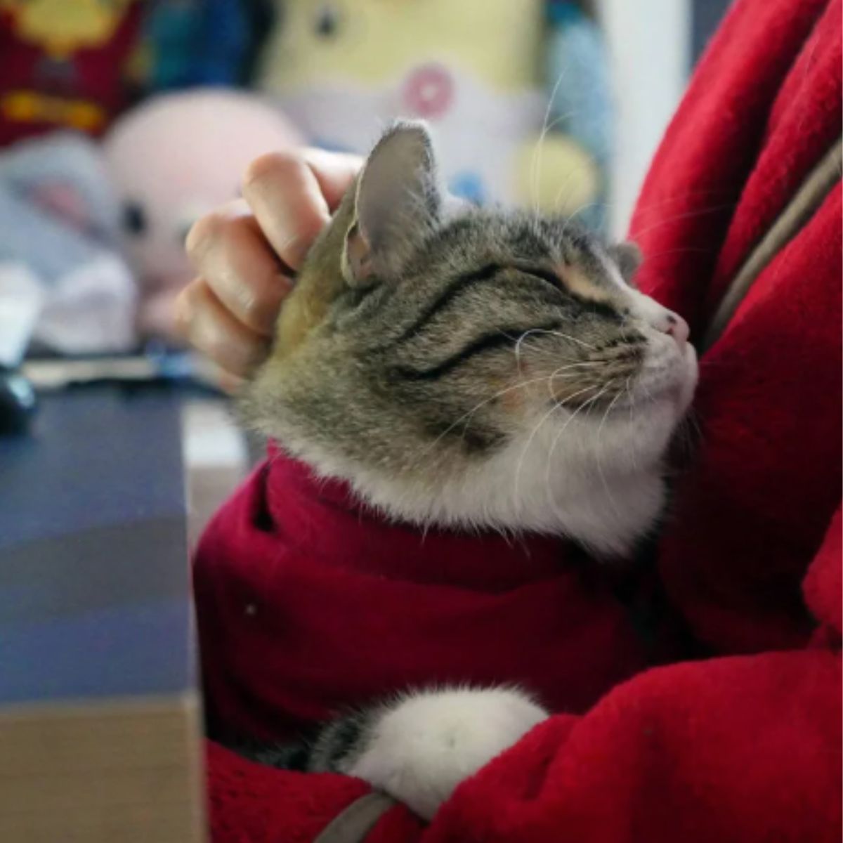 cat cuddling with rescuer