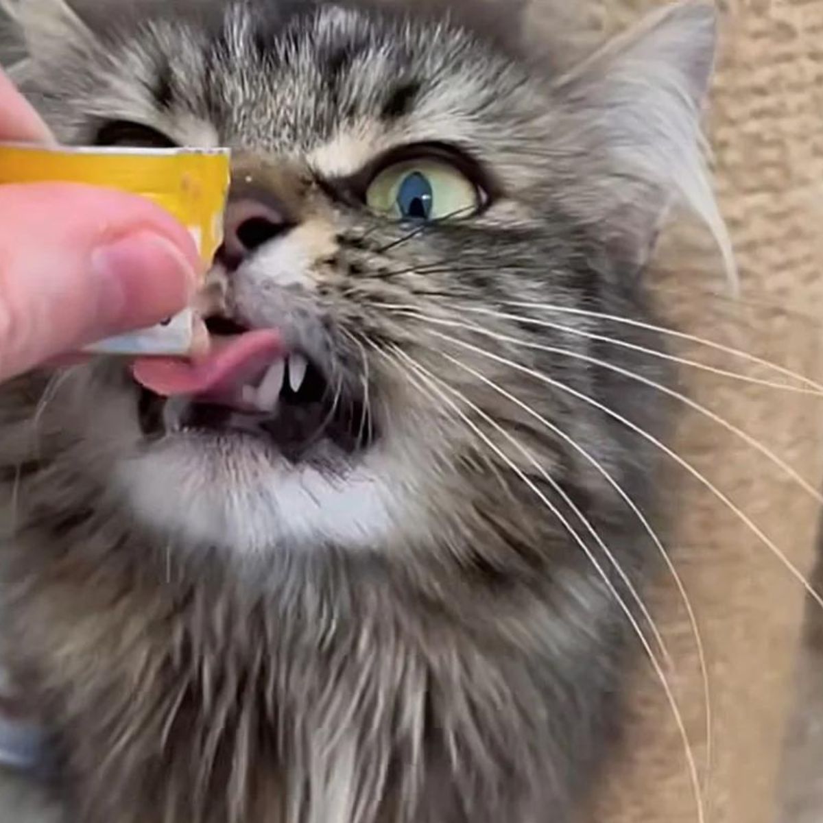 cat eating a snack