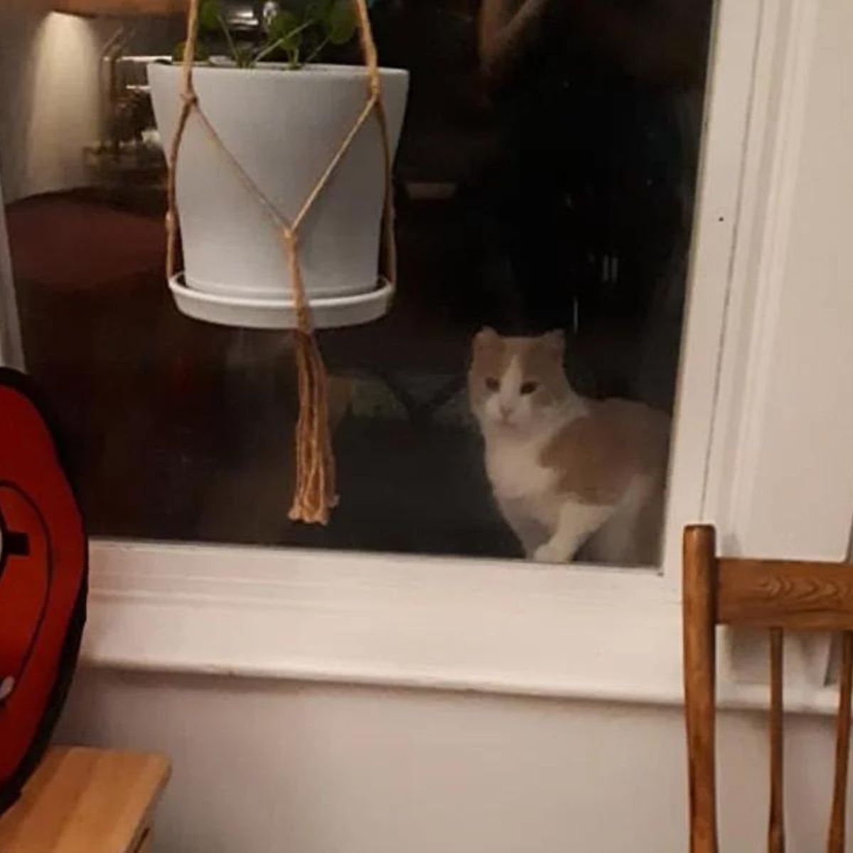 cat in home
