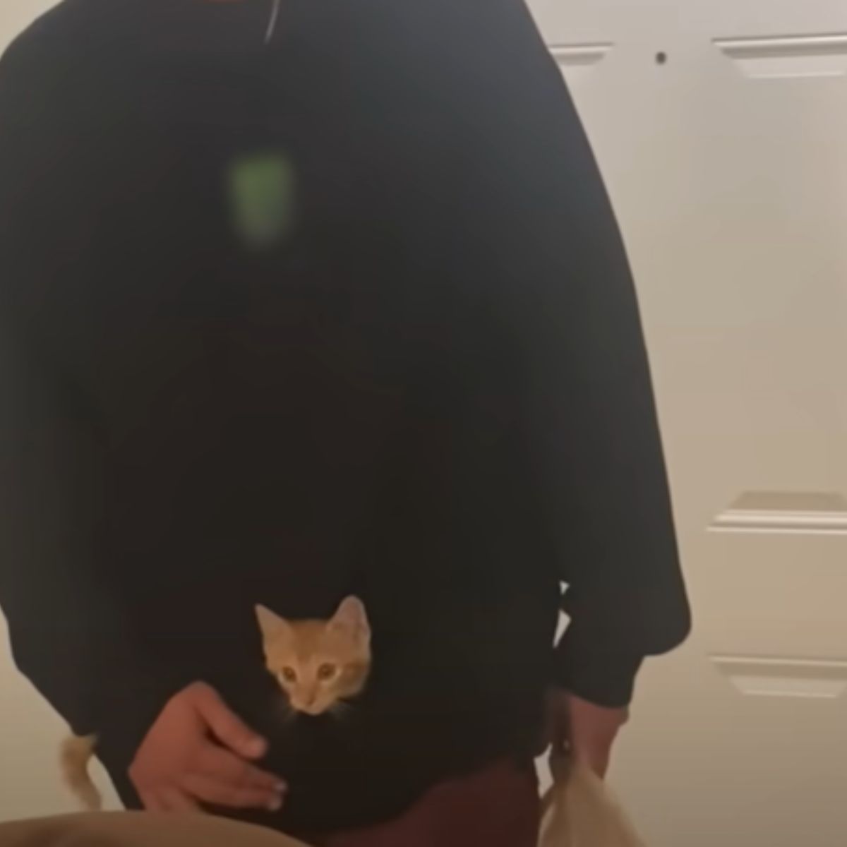 cat in man's pocket