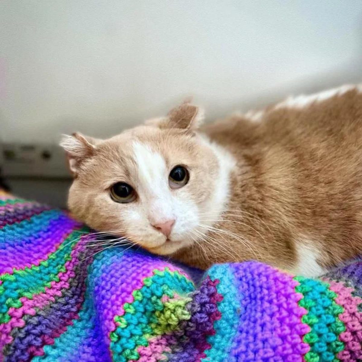 cat laying on the colorful blanket