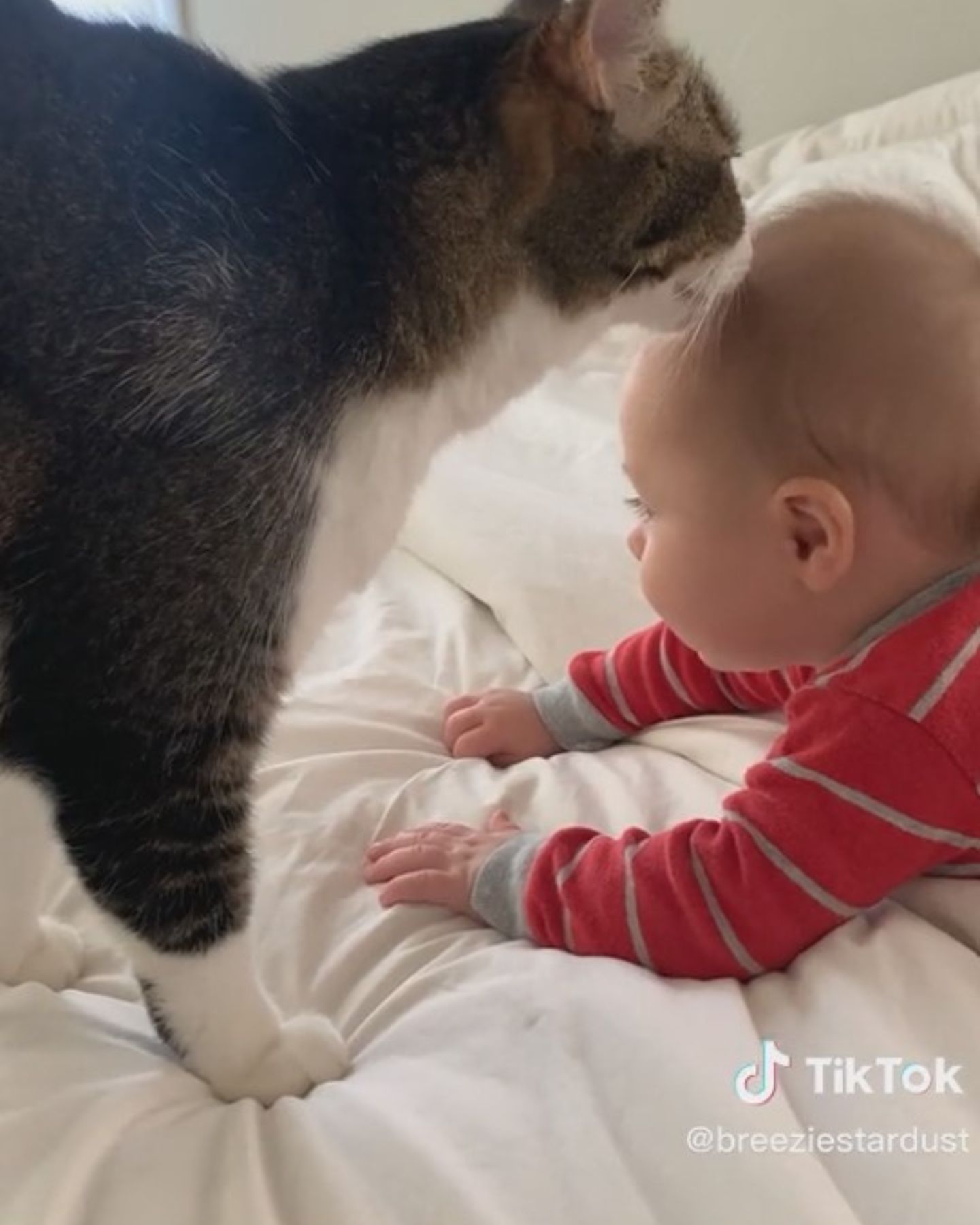 cat licking baby