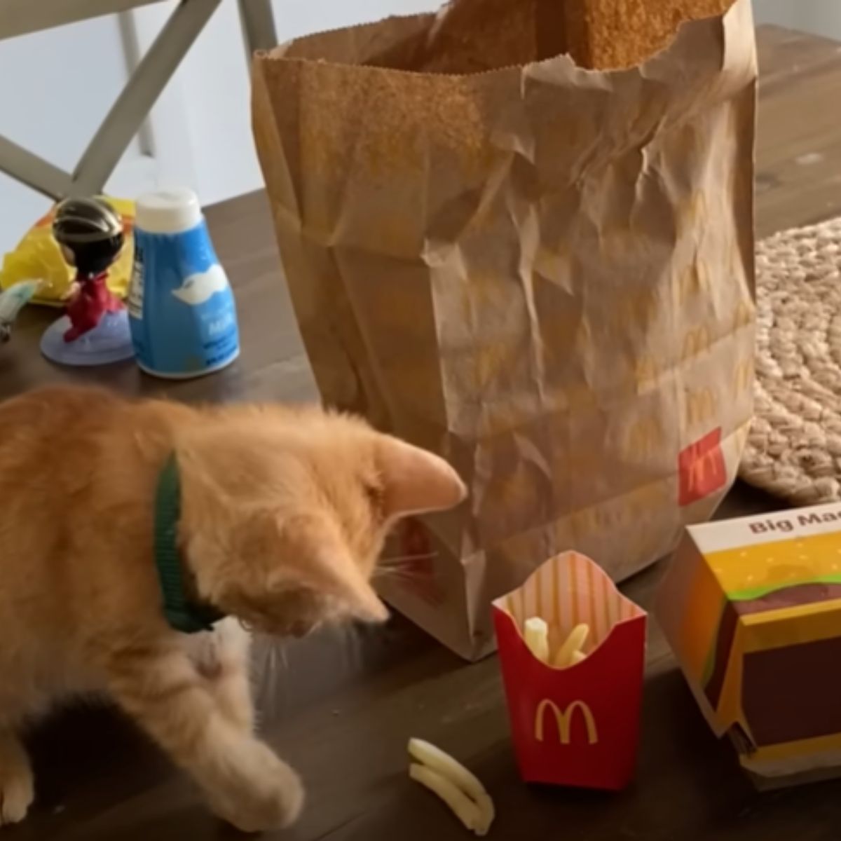 cat looking at mcdonald's fries