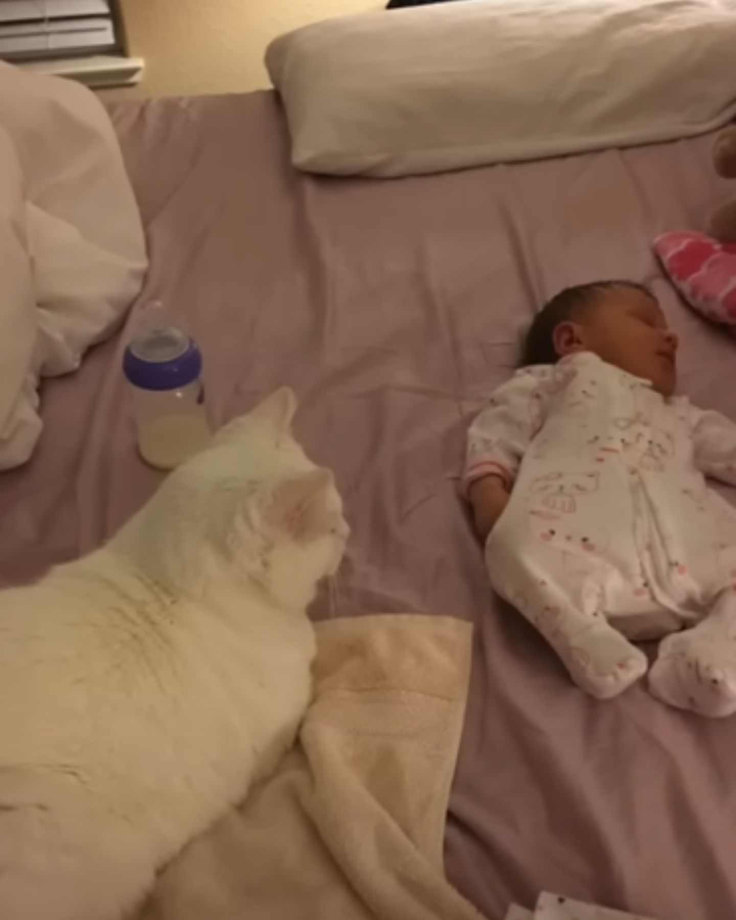 cat lying next to a baby