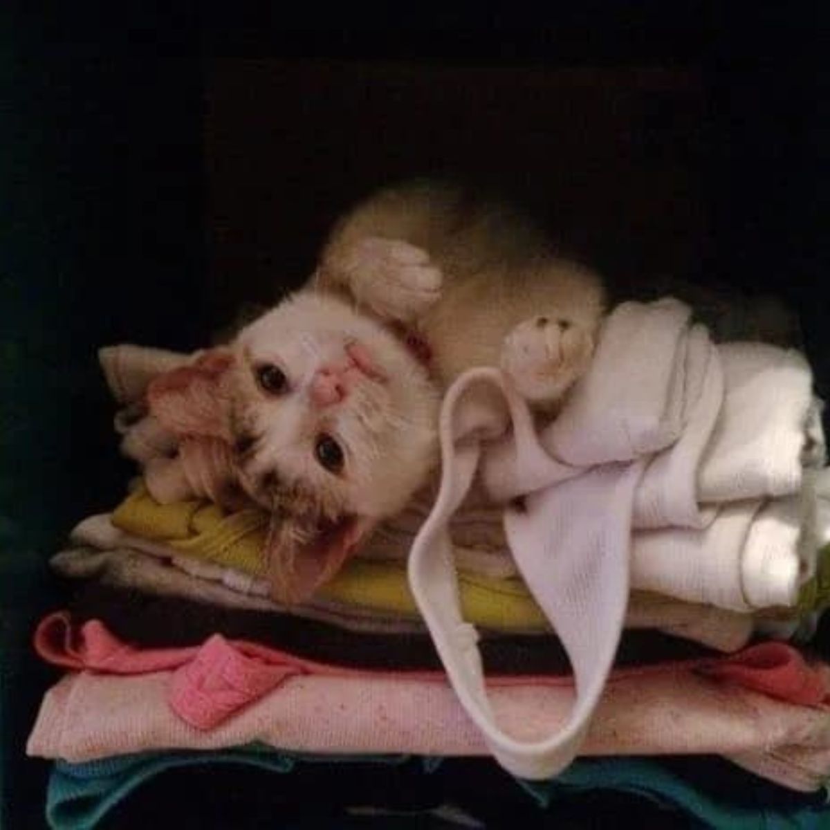 cat lying on pile of clothes