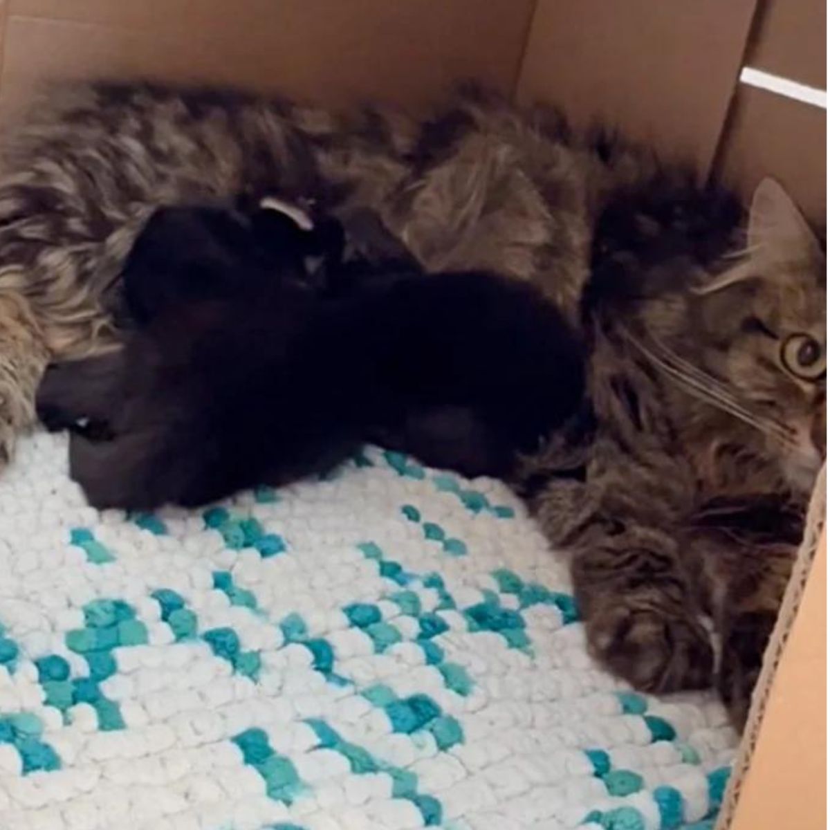 cat lying with kittens