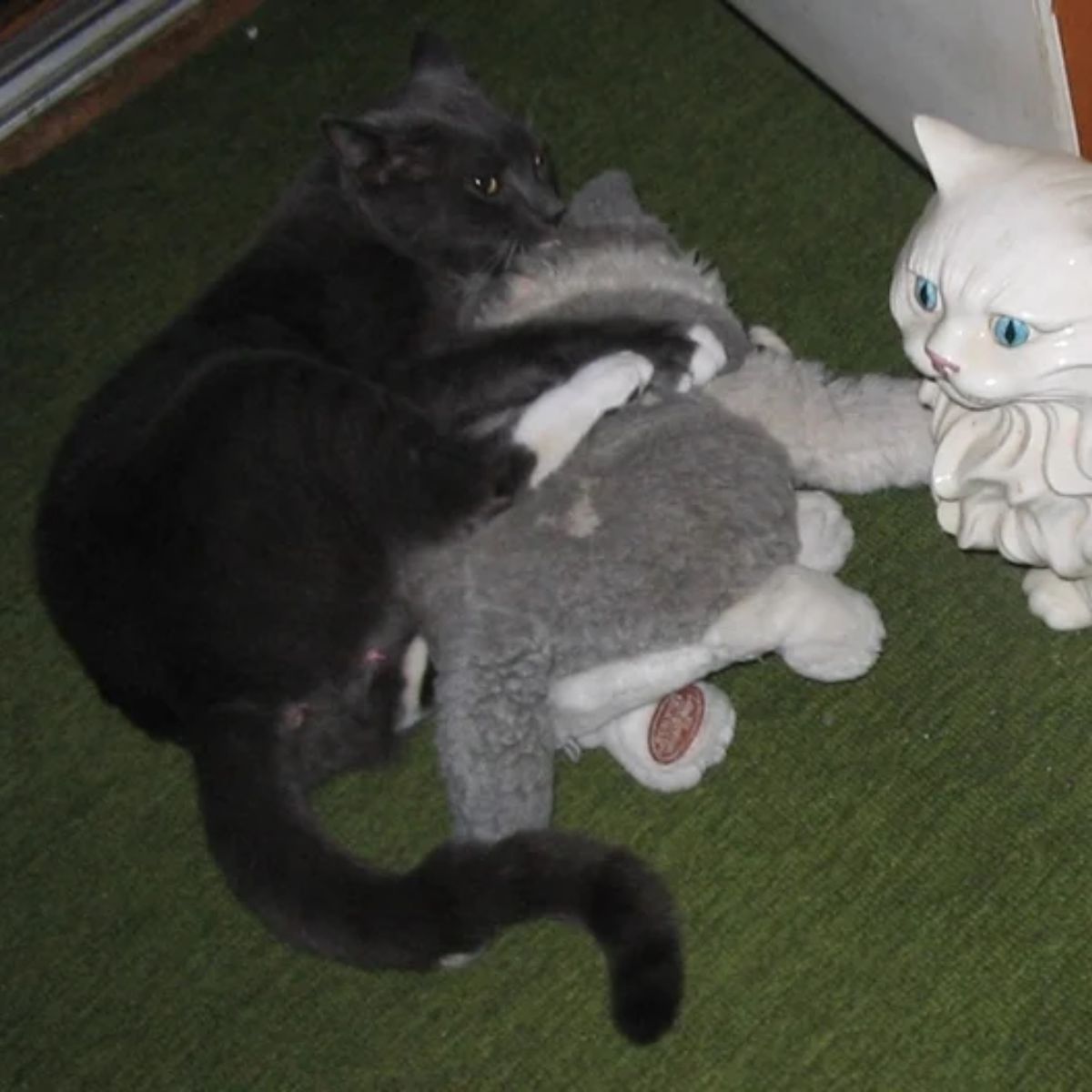 cat lying with stuffed animal