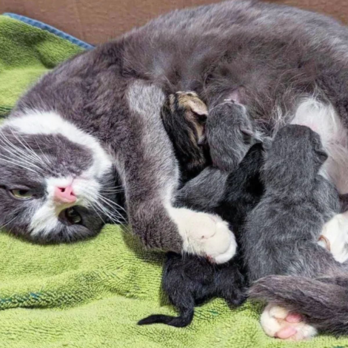 cat nursing kittens