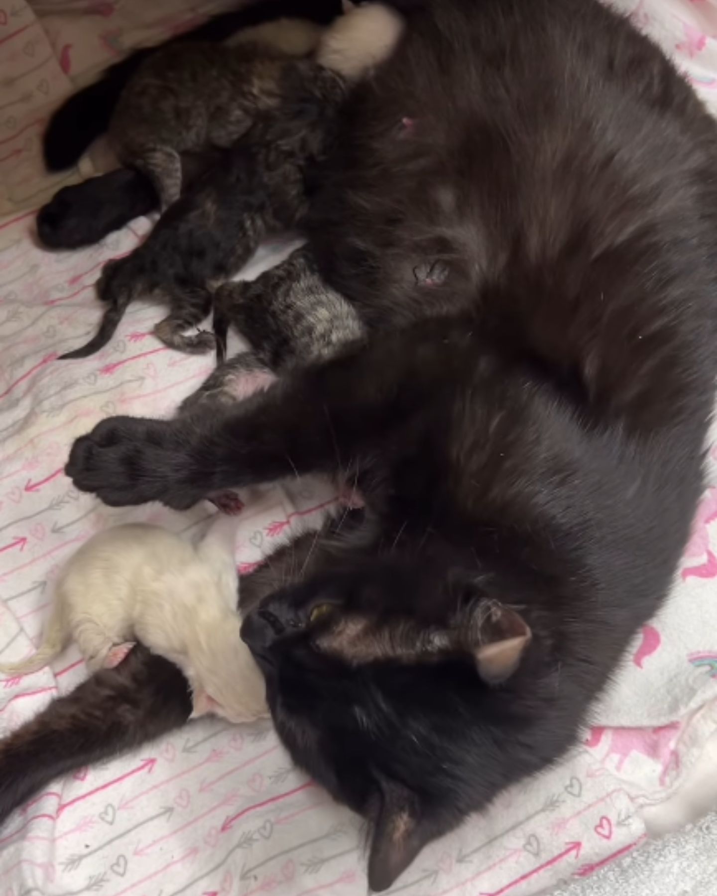 cat nursing tiny kittens