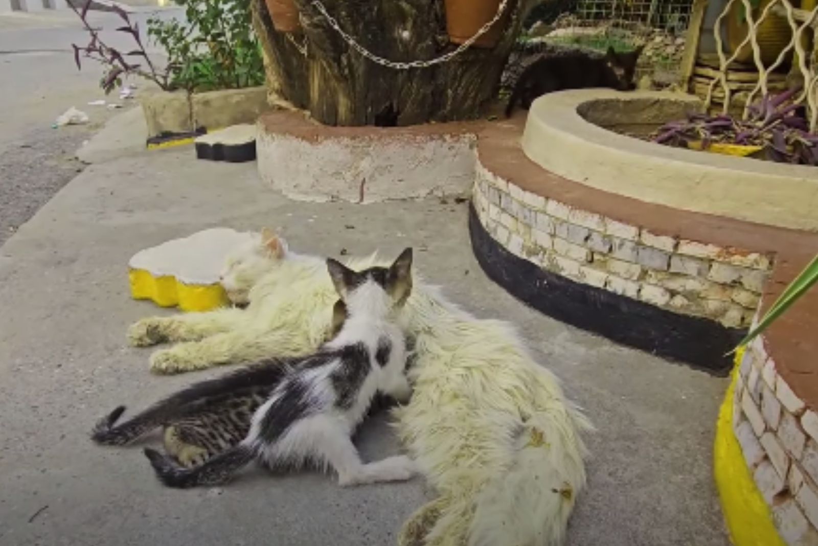 cat nursing two kittens