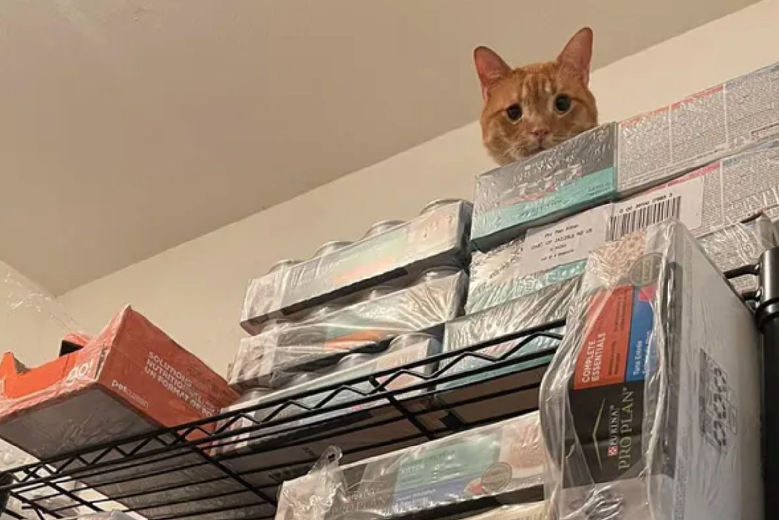 cat on a shelf