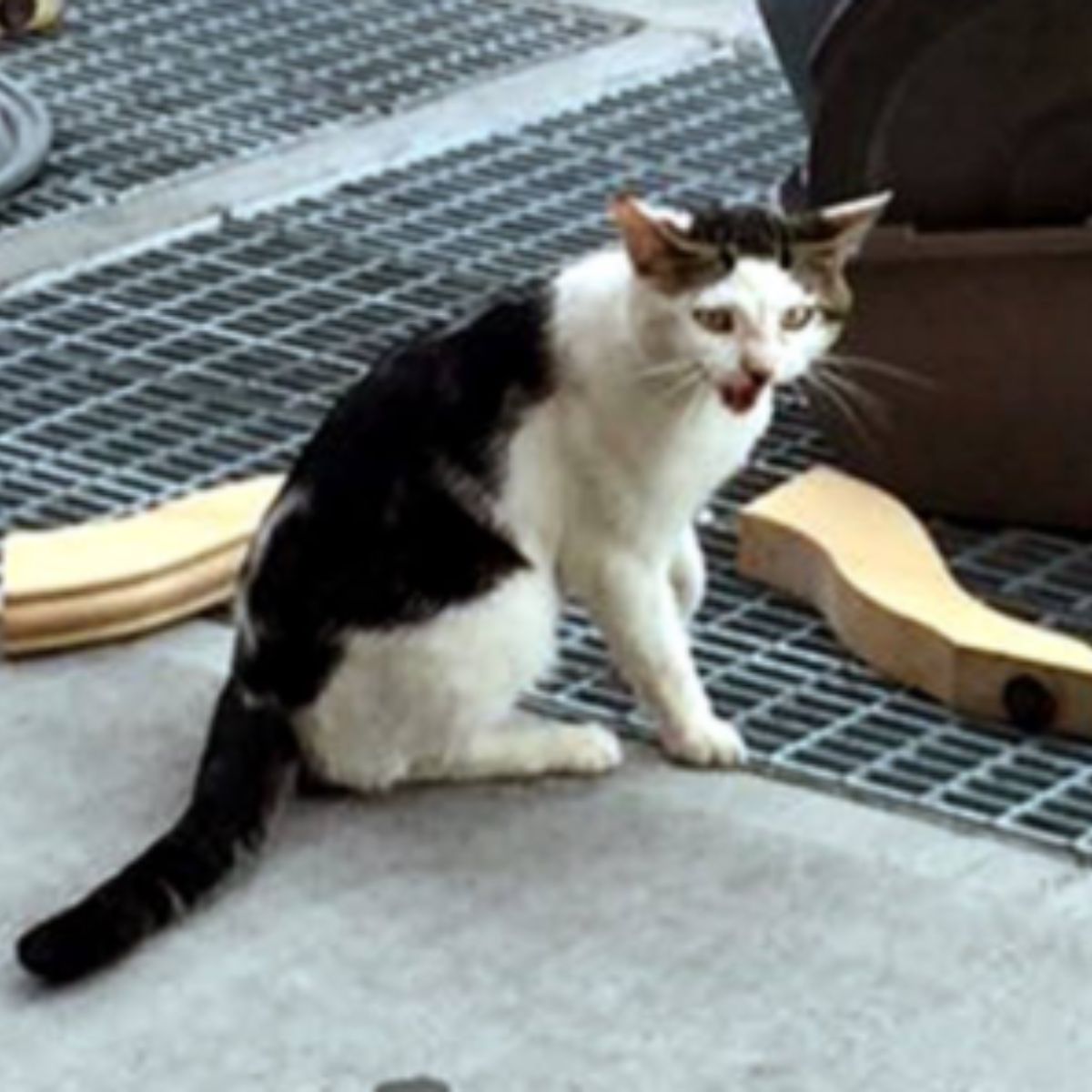 cat on street with his stuff