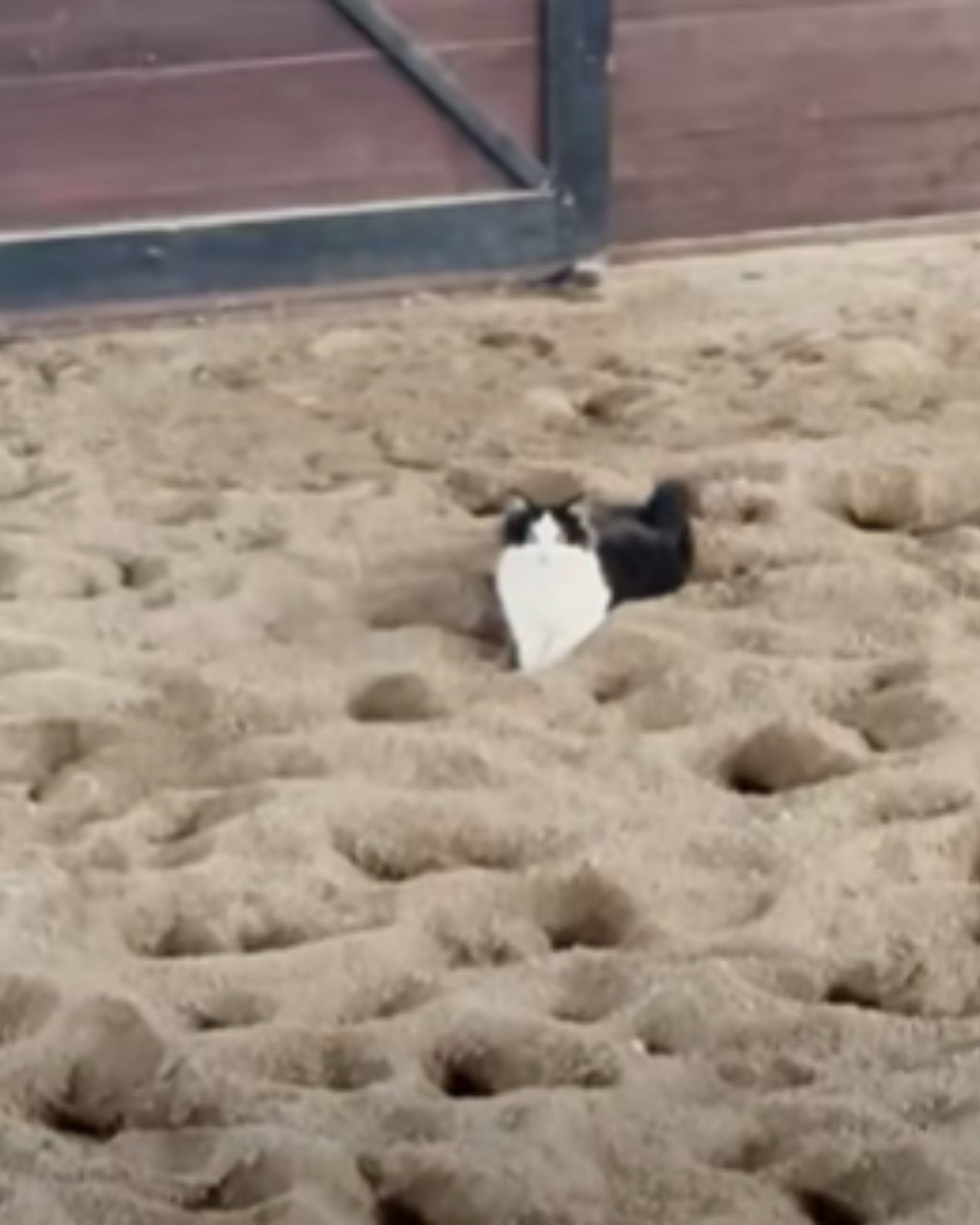 cat on the sand