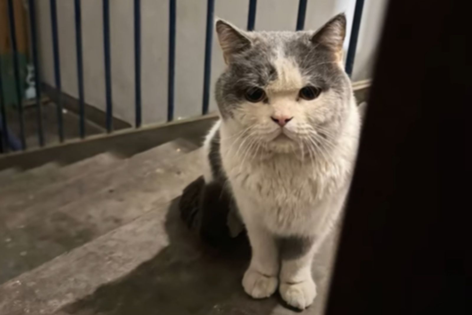 cat on the stairs