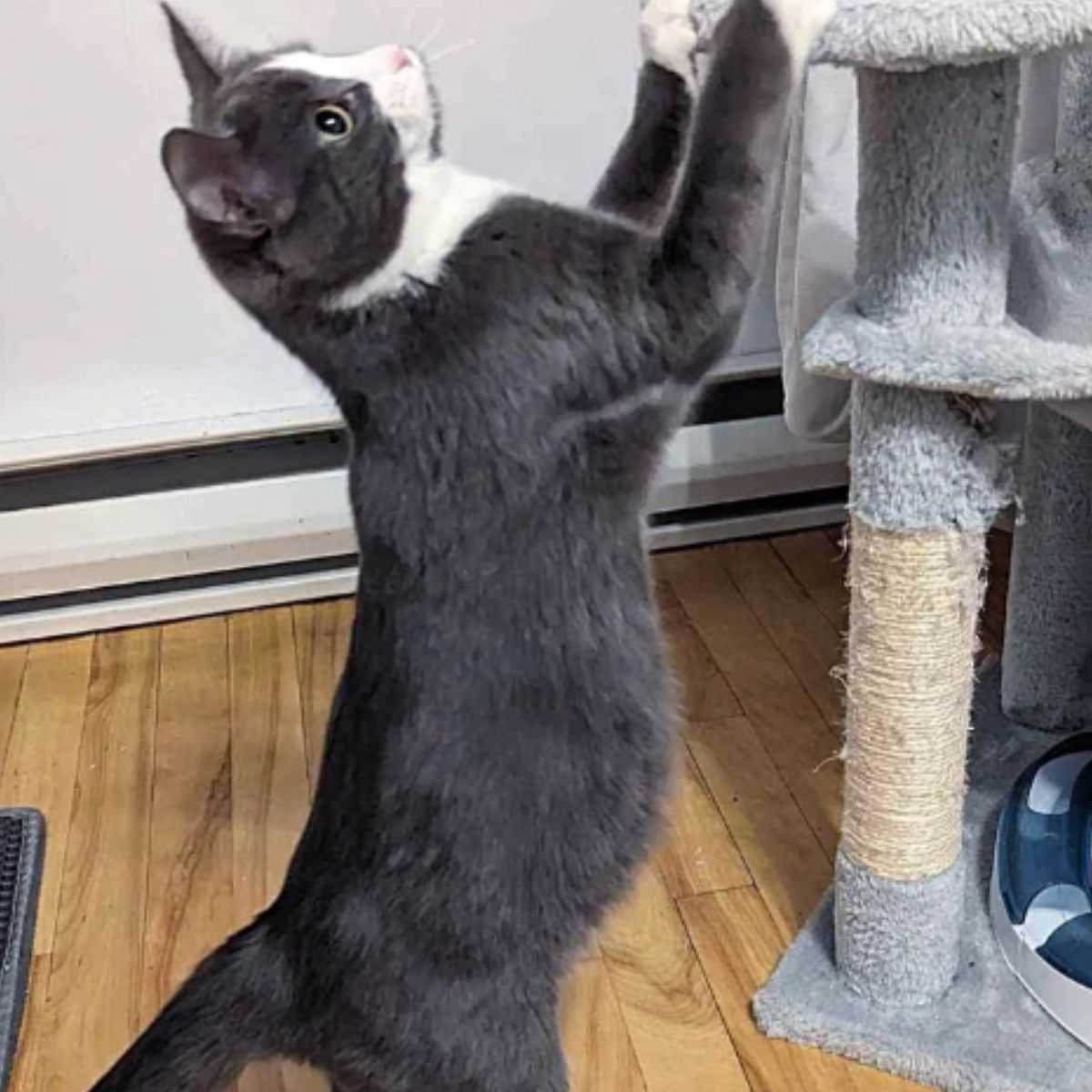 cat reaching up