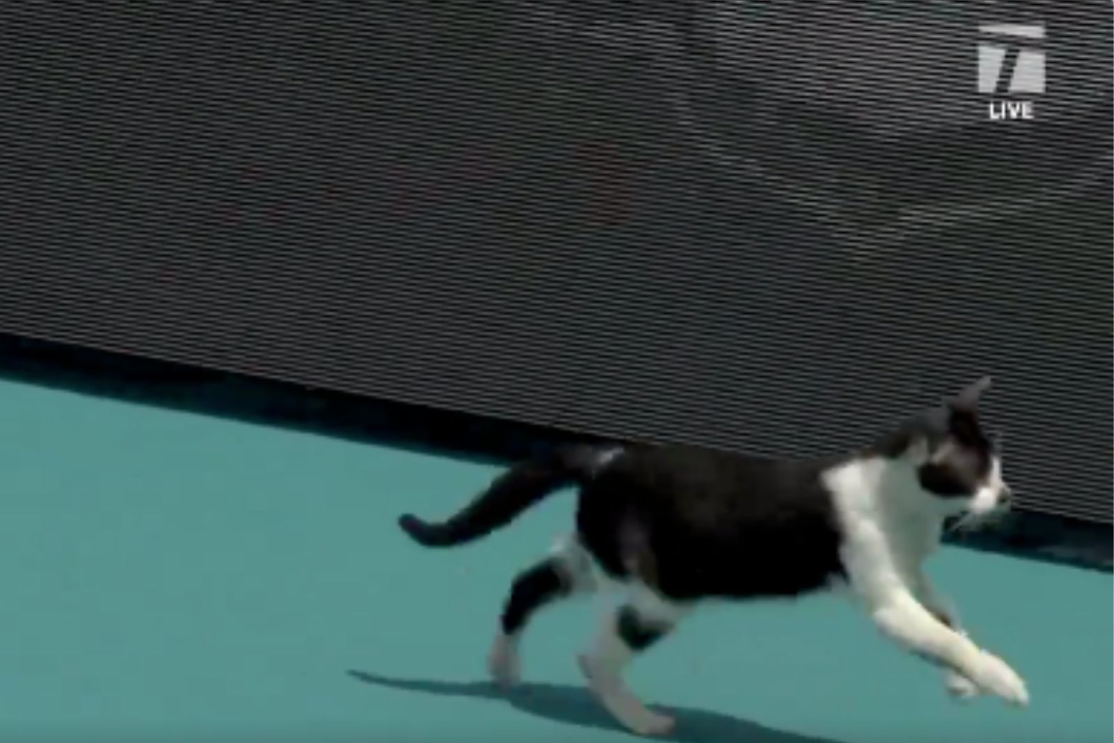 cat running on a tennis ground