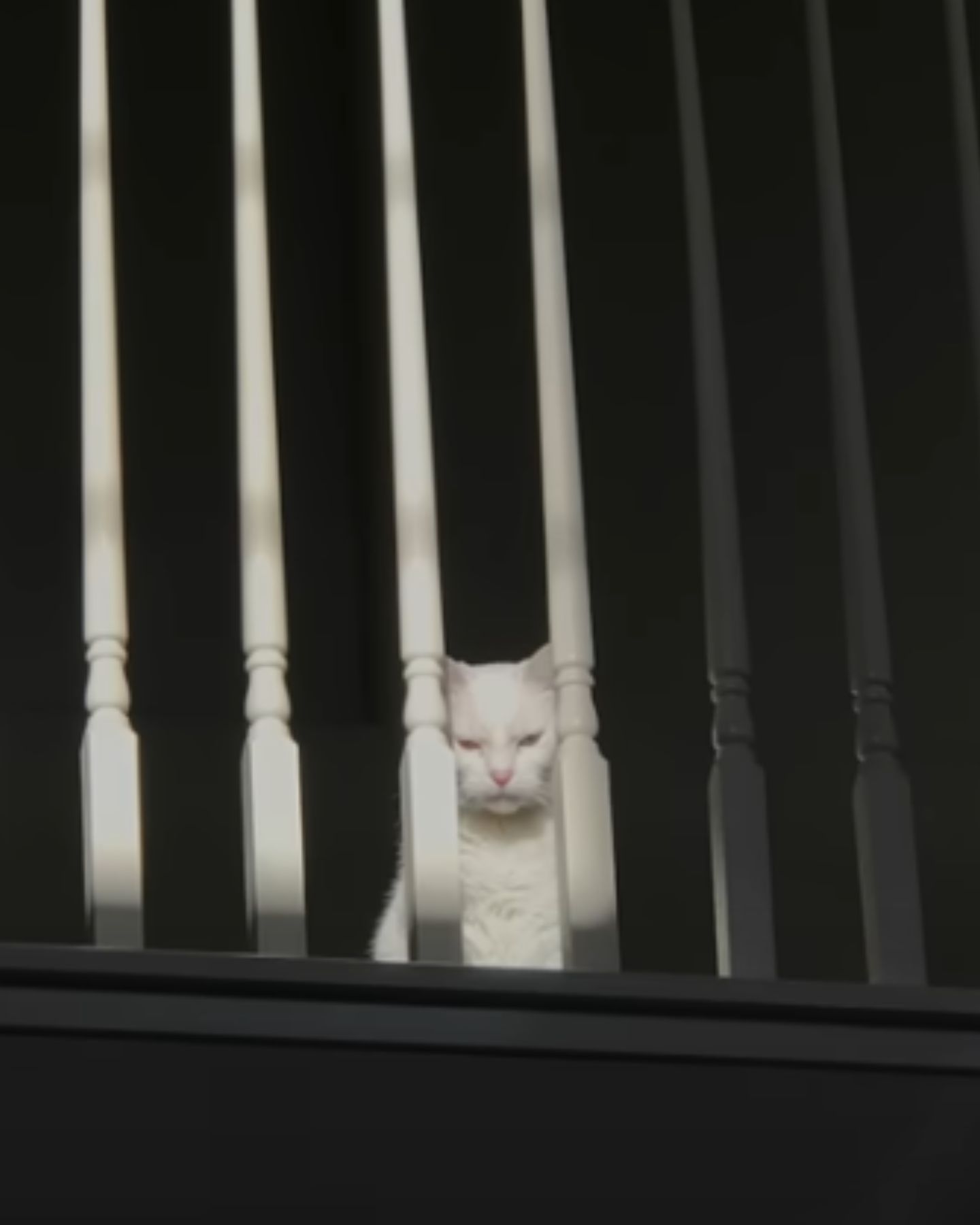 cat sitting behind the fence