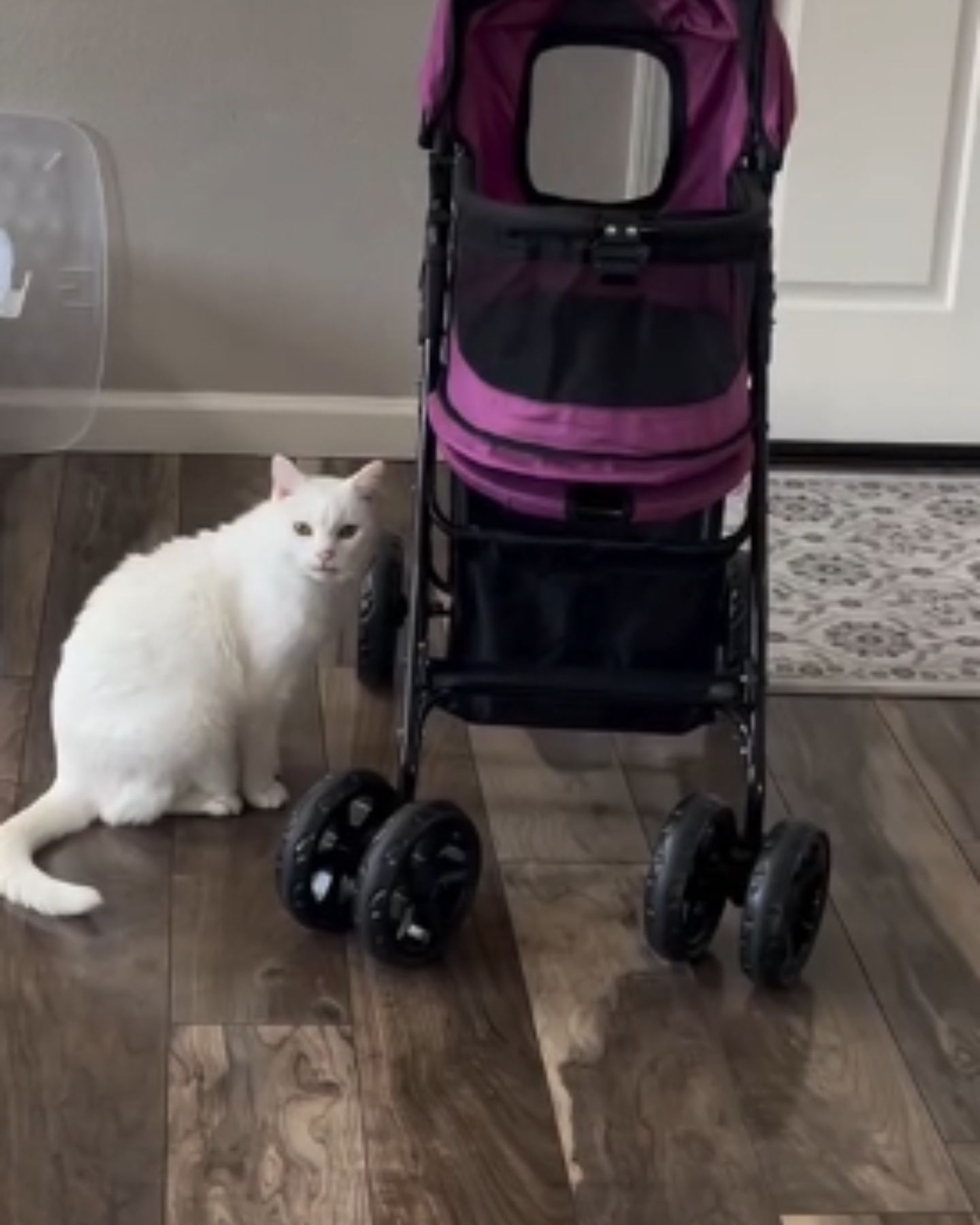 cat sitting next to a stroller