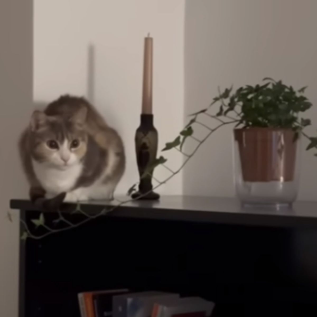 cat sitting on a cupboard