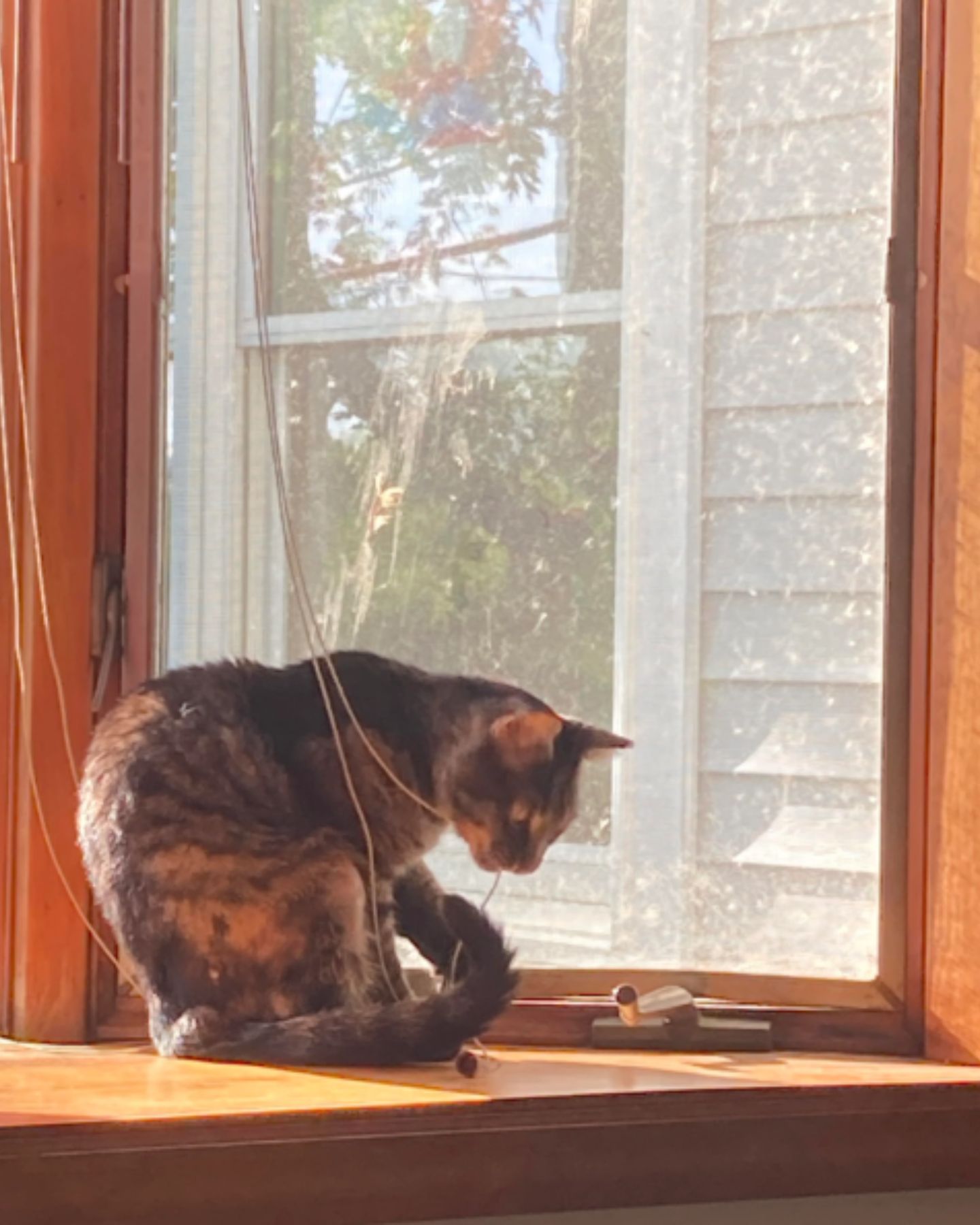 cat sitting on a window