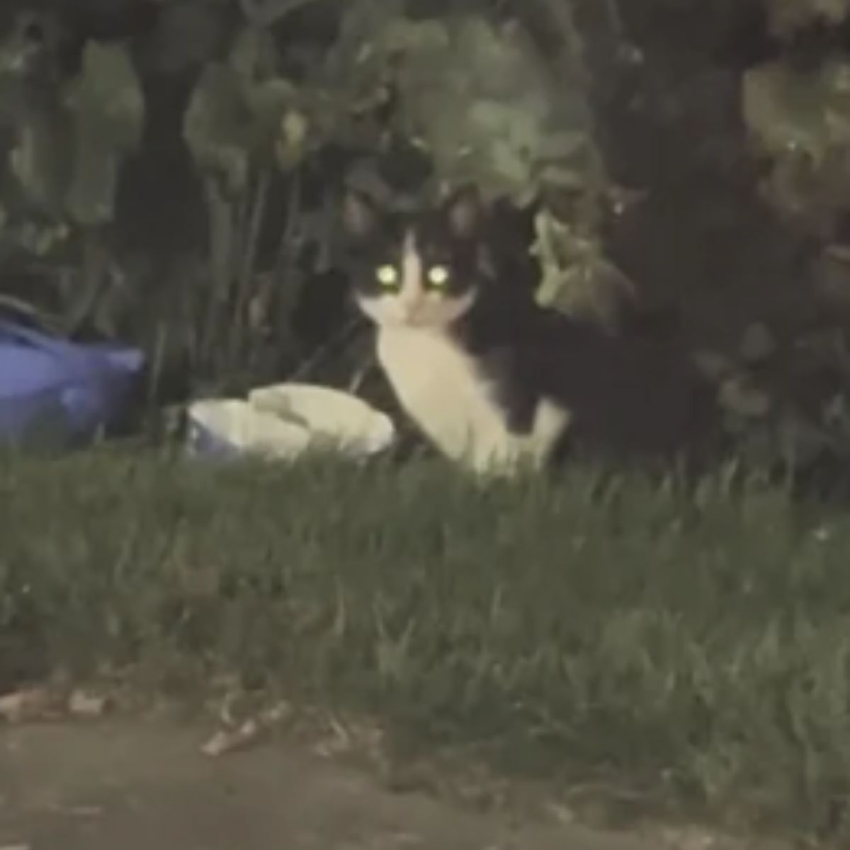 cat sitting on grass in dark