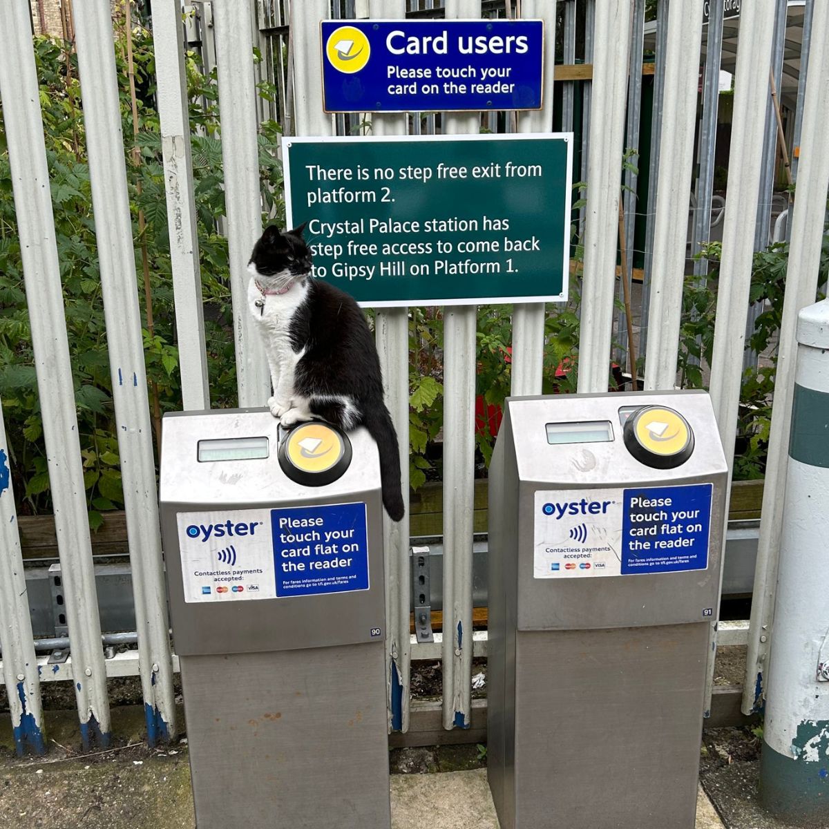 cat sitting on ticket scanner