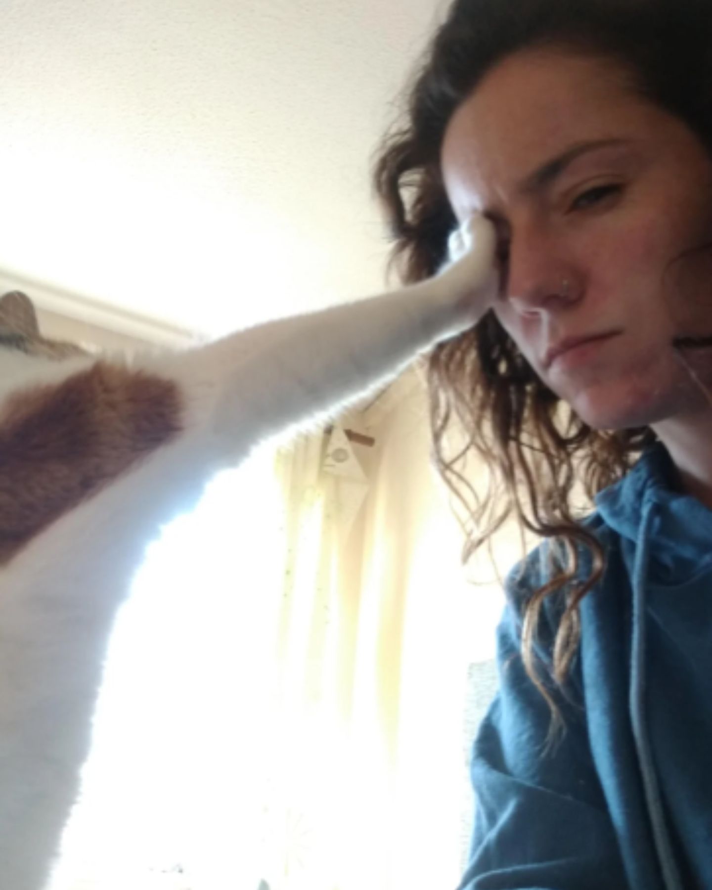 cat slapping owner
