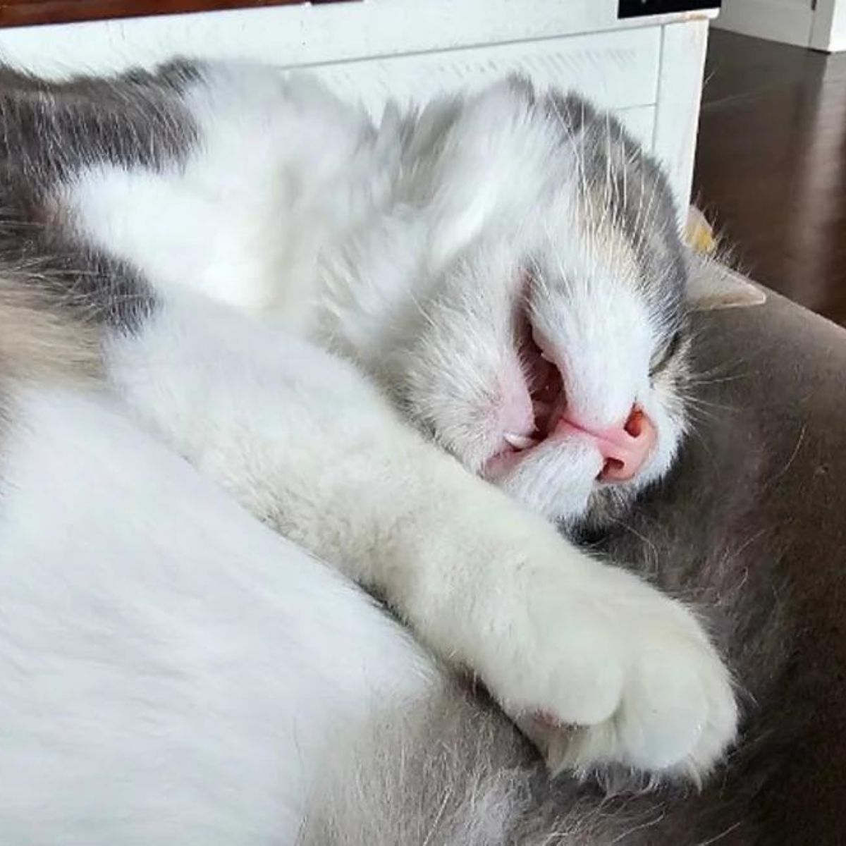 cat sleeping hard