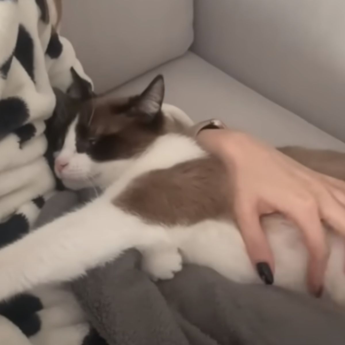 cat sleeping on a owner