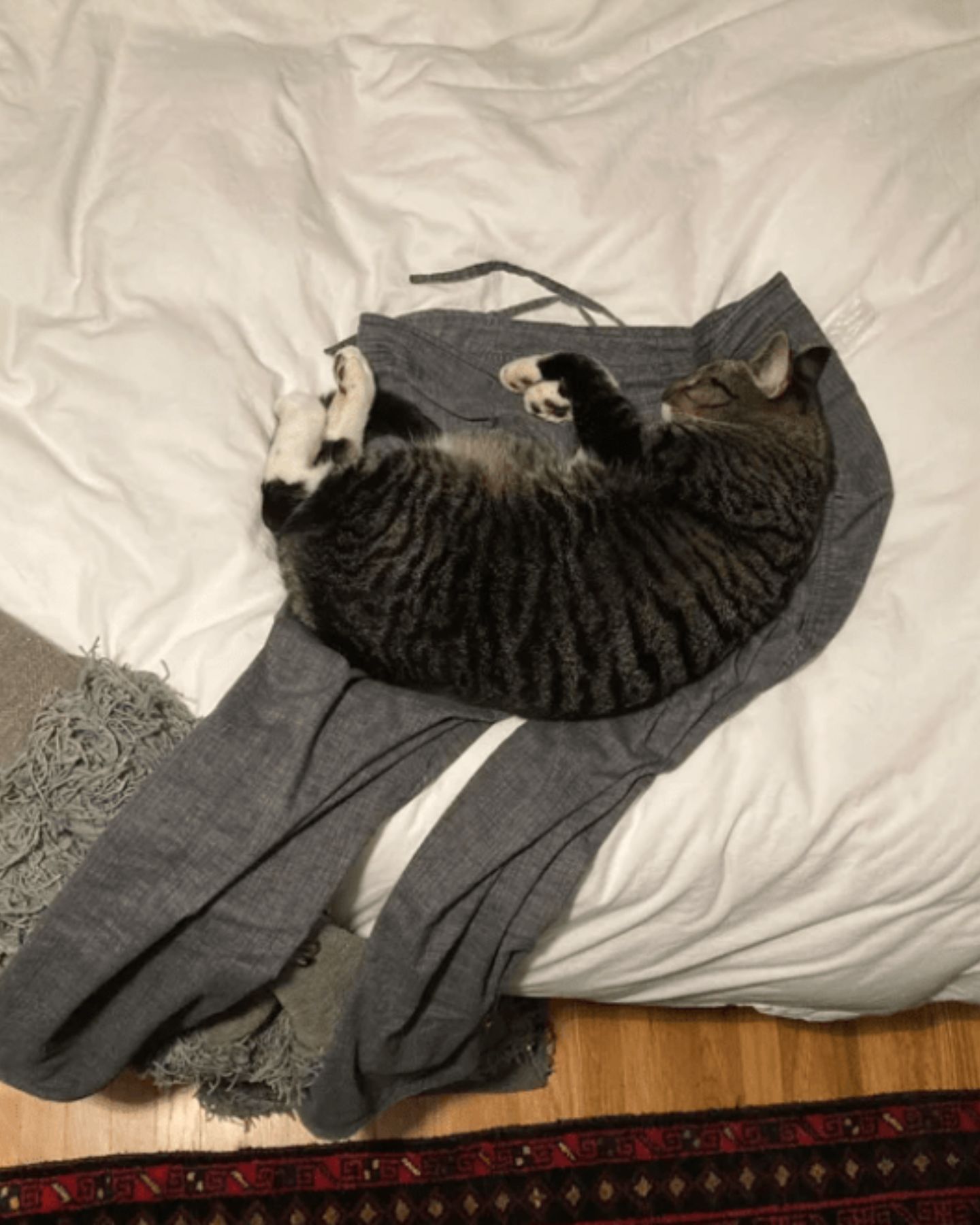 cat sleeping on a trousers
